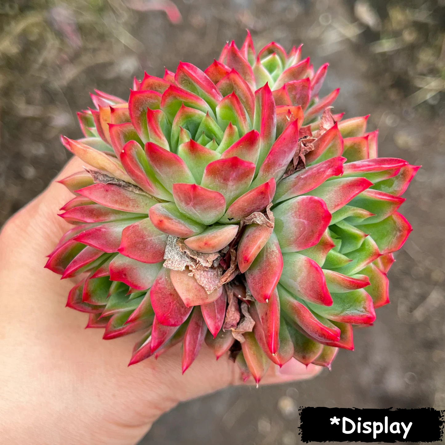 Echeveria 'Angela Star' (Korean)