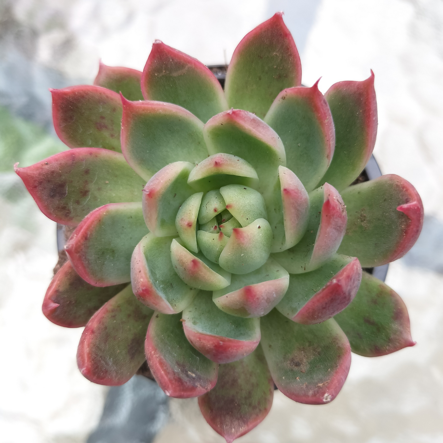 Echeveria 'Angela Star' (Korean)