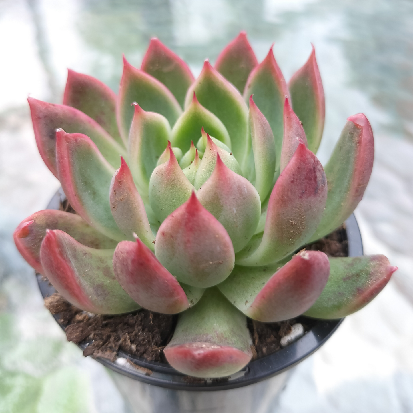 Echeveria 'Angela Star' (Korean)