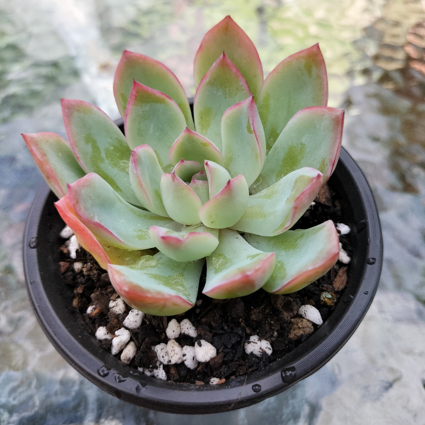 Echeveria 'Apus'
