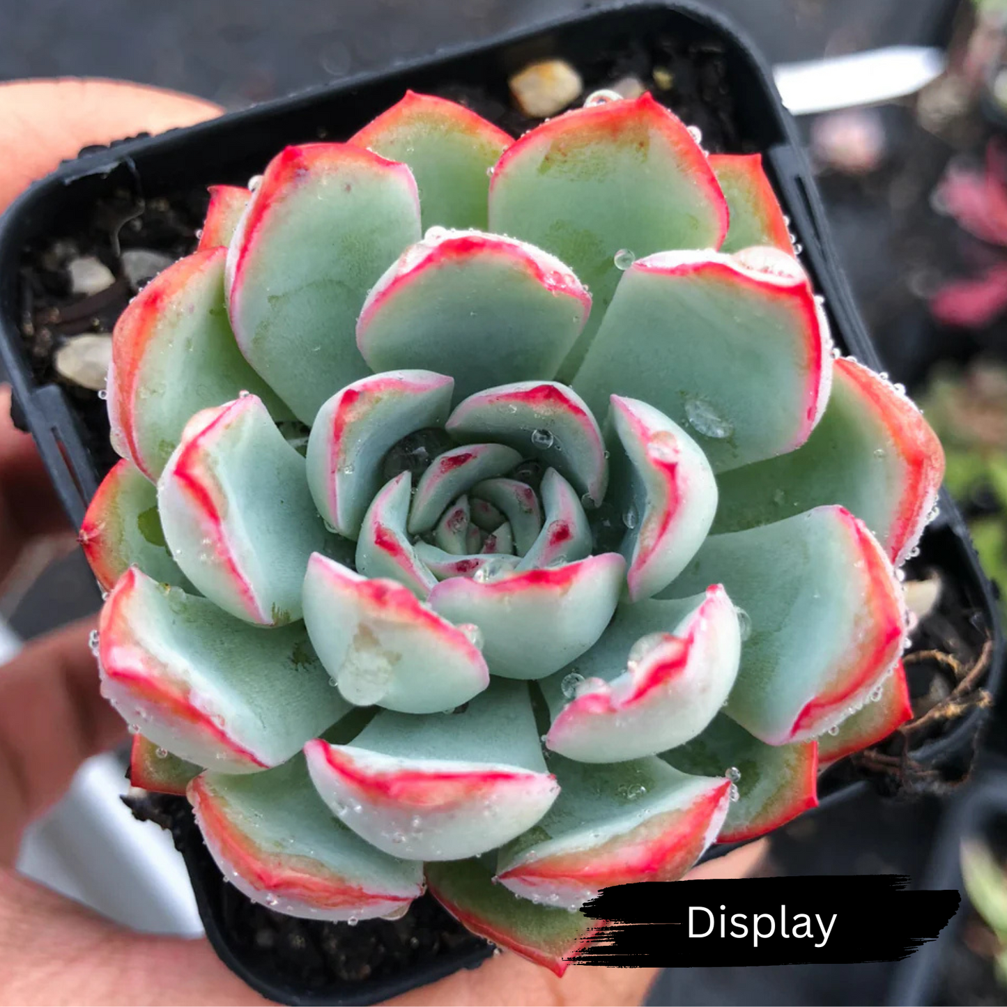 Echeveria 'Apus'