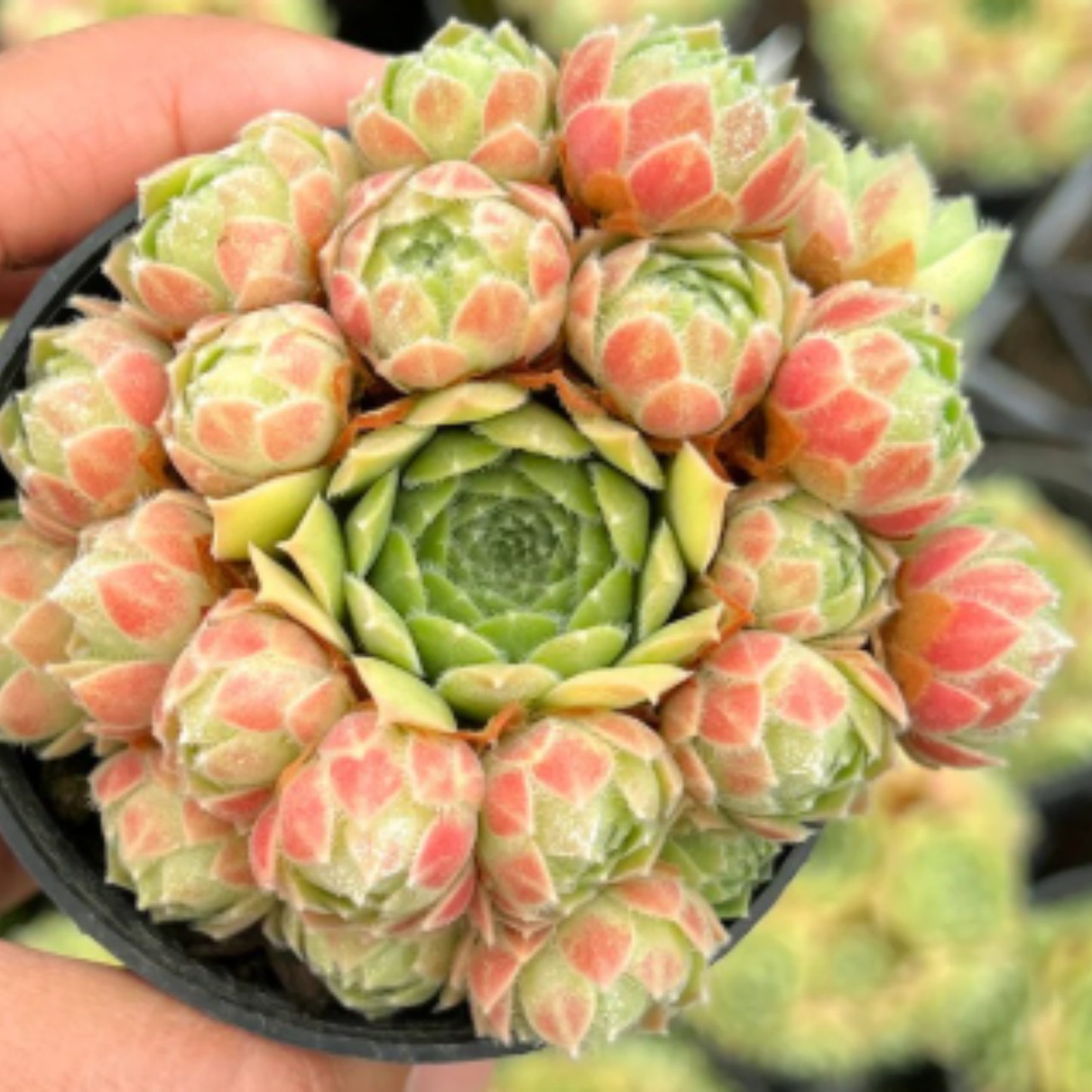 Sempervivum 'Atlanticum'