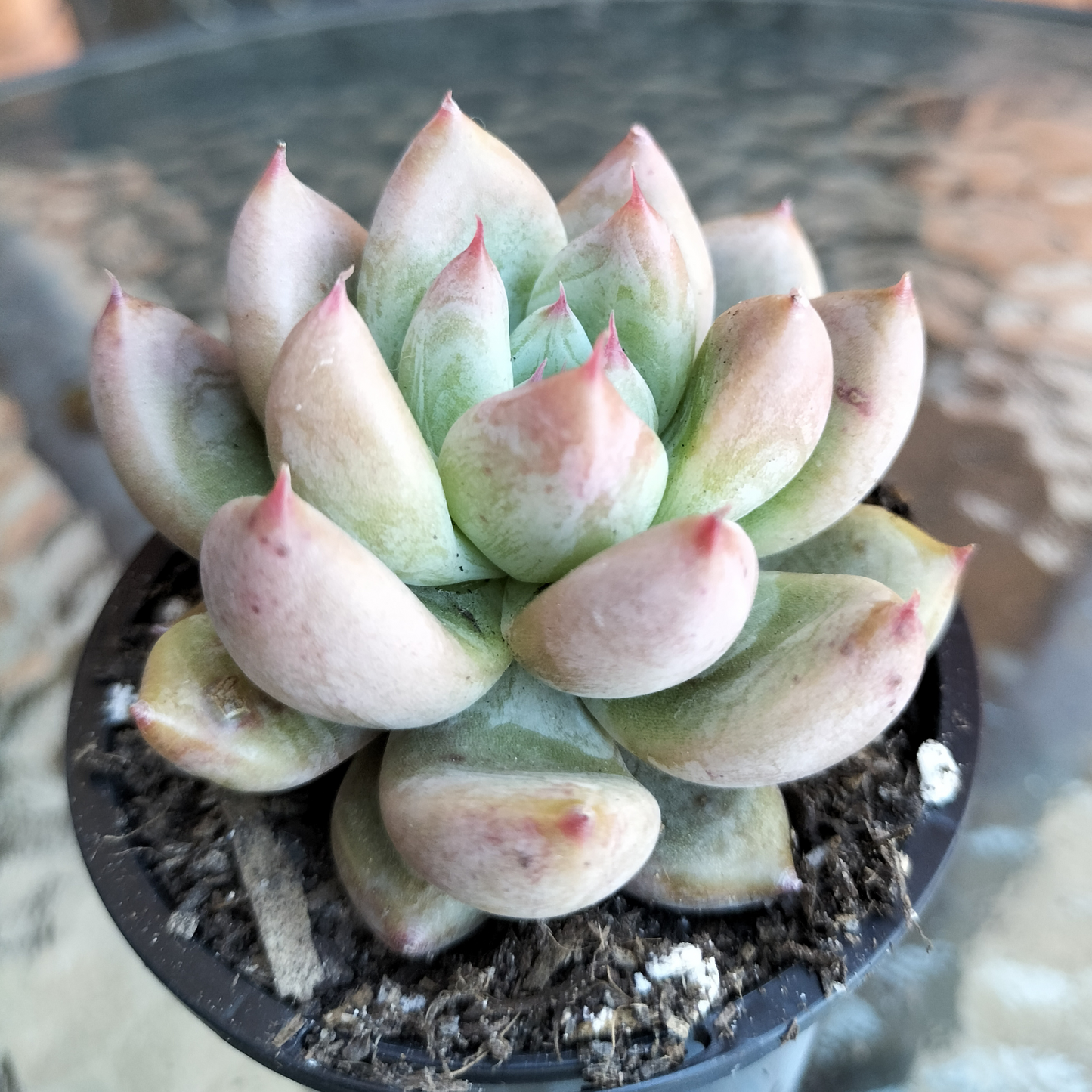 Echeveria 'Beris'
