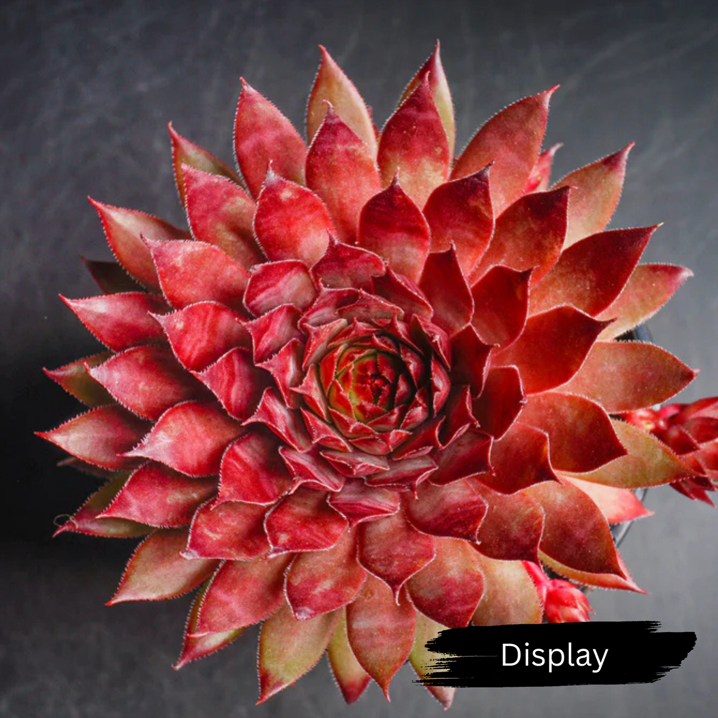 Sempervivum 'Berwick Red'