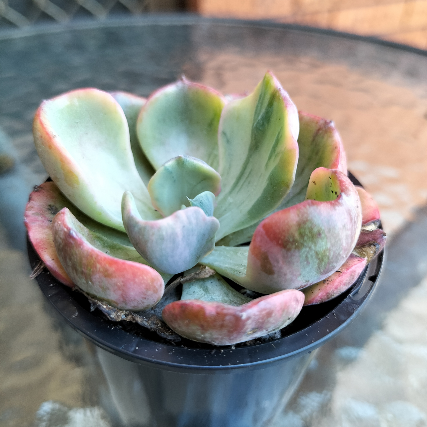 Echeveria 'Beyonce Rainbow' Variegated (Rare)