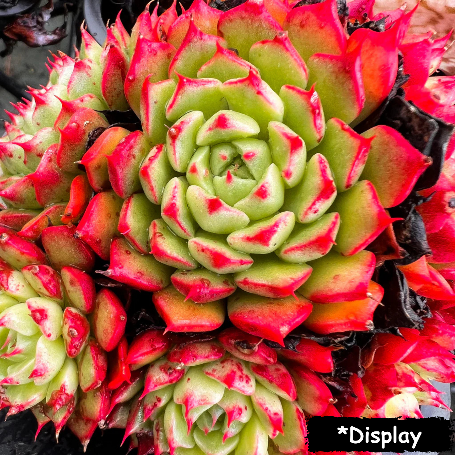 Echeveria 'Bini Ouhikou'