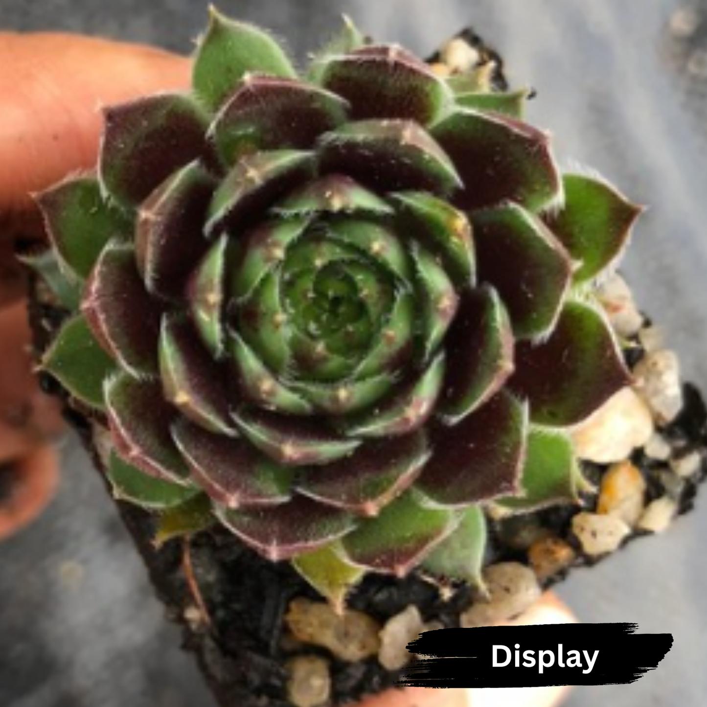 Sempervivum 'Black mini'