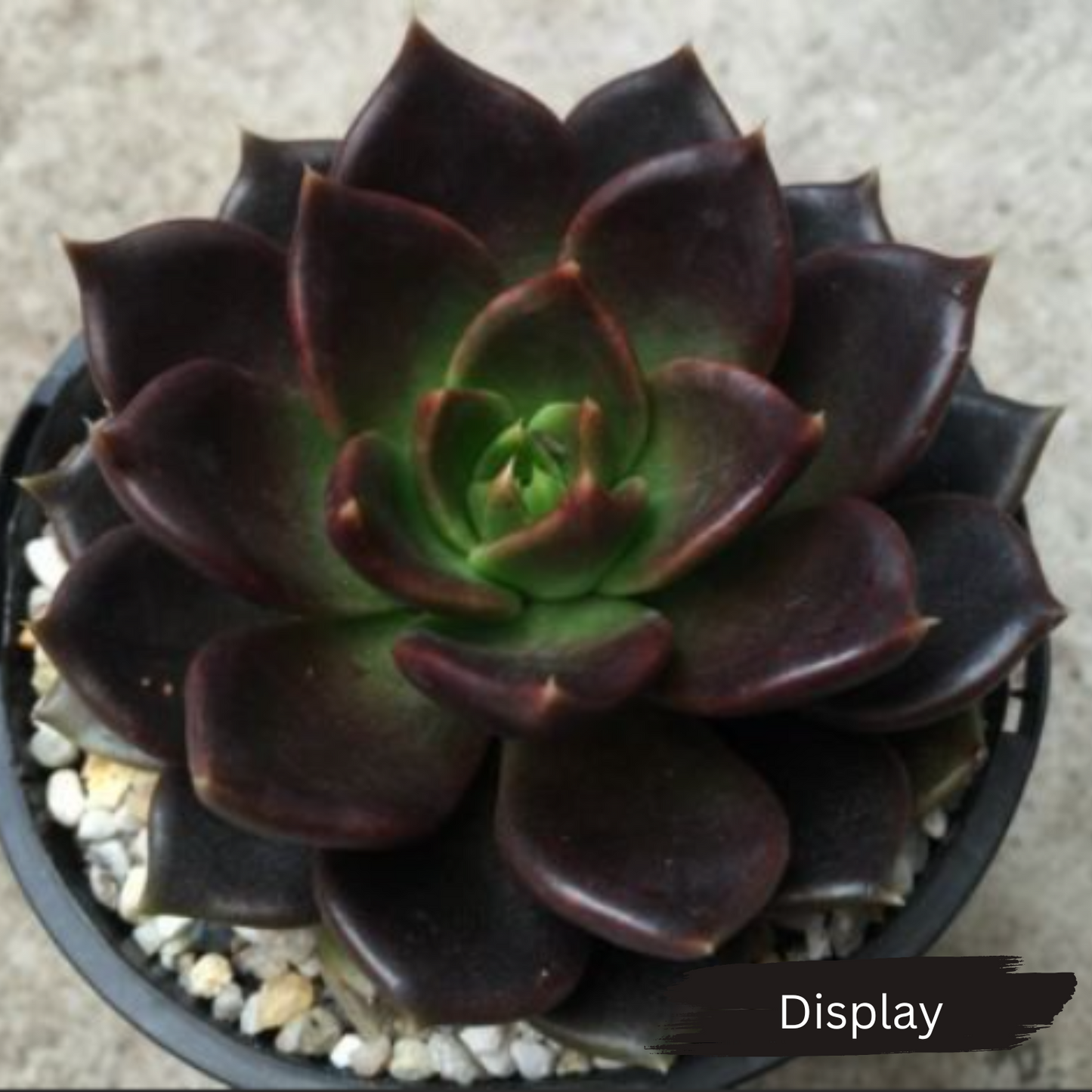 Echeveria 'Black Prince'