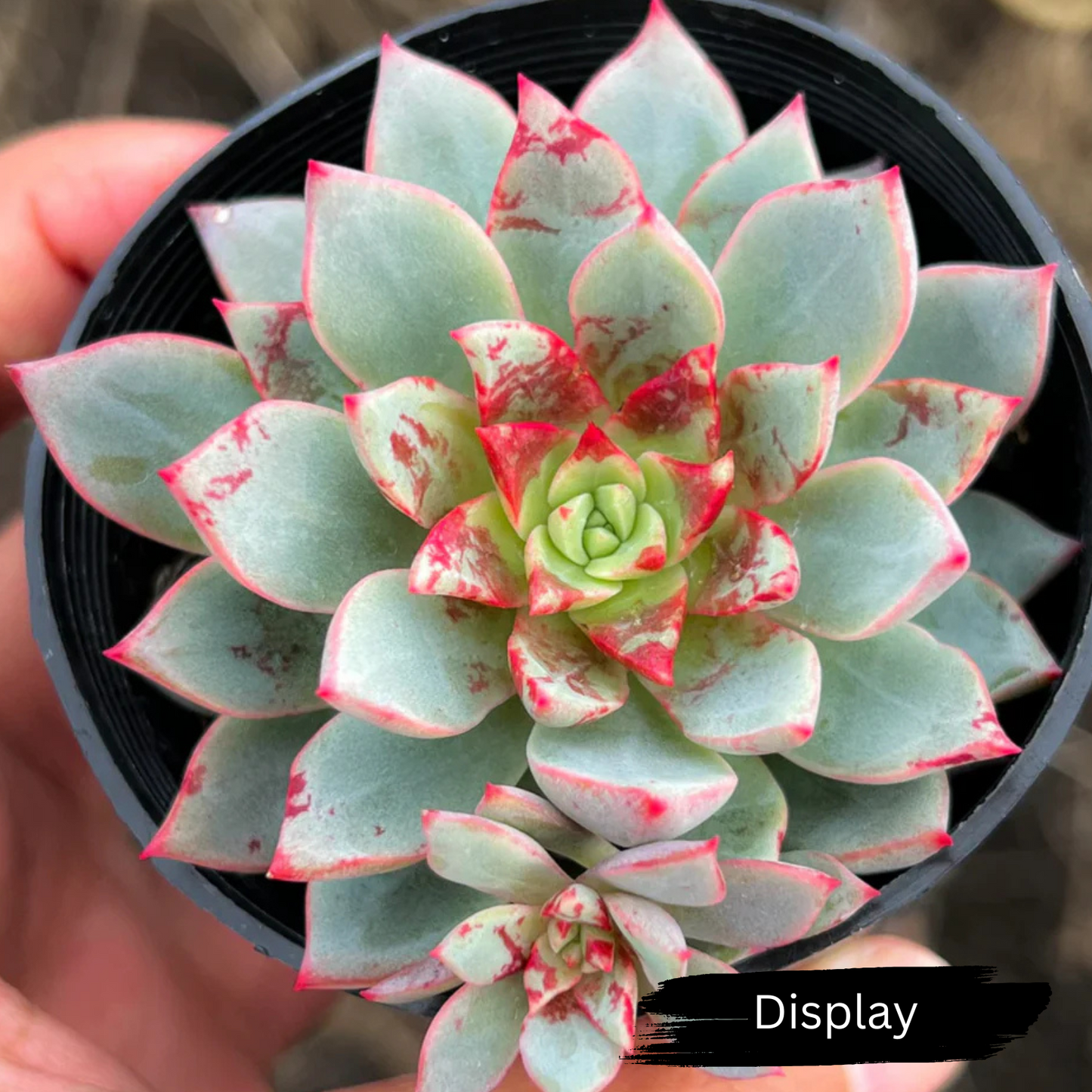 Echeveria 'Blood Swallow'
