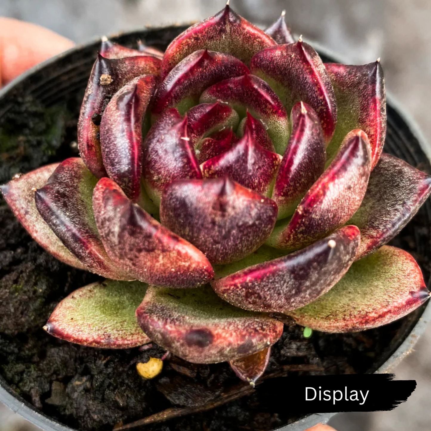 Echeveria 'Bloody Maria'