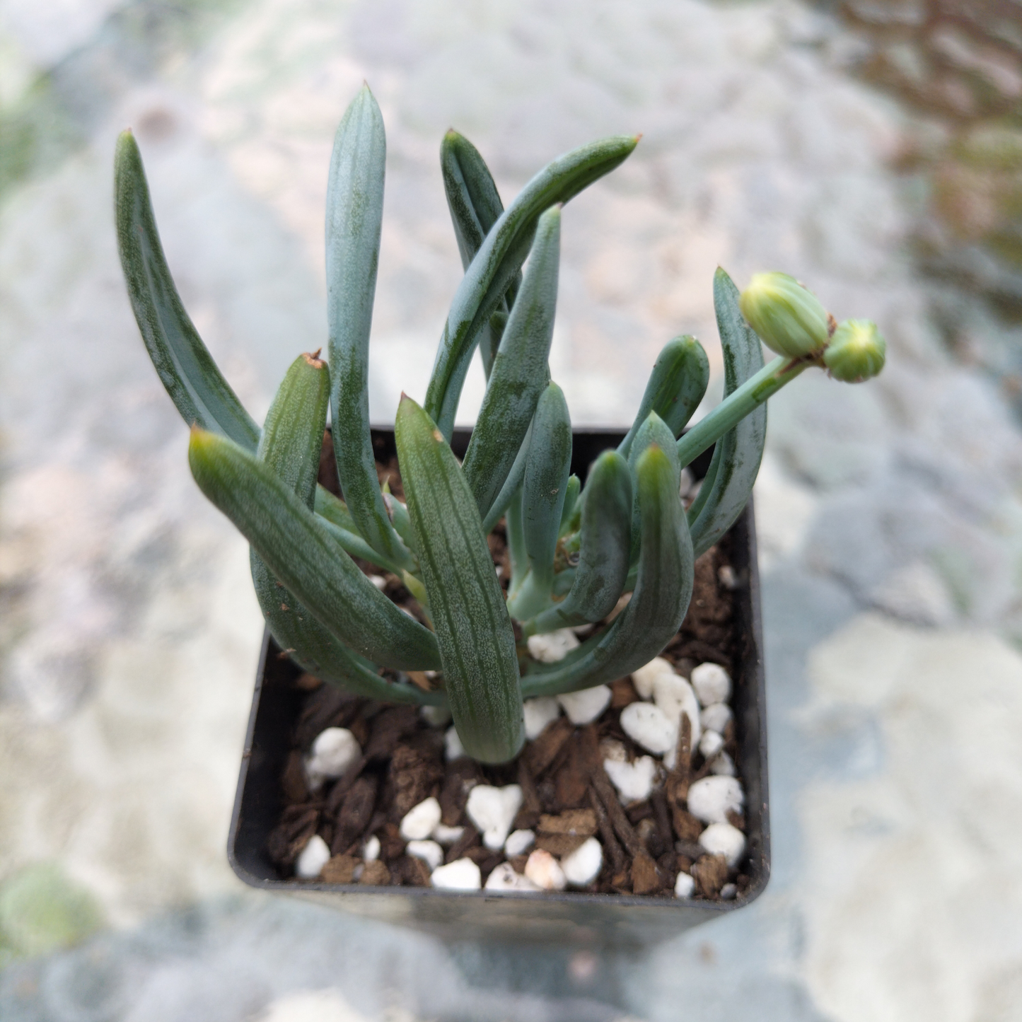Senecio Serpens 'Blue Chalk Sticks' Cutting