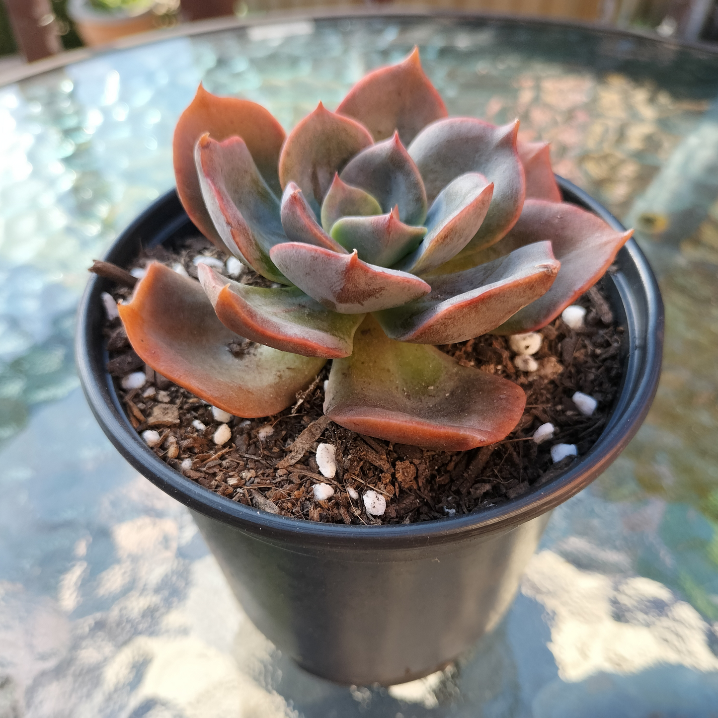 Echeveria 'Blue Metal'