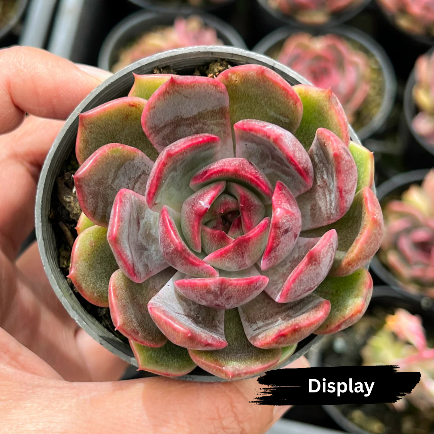 Echeveria 'Blue Enchantress'