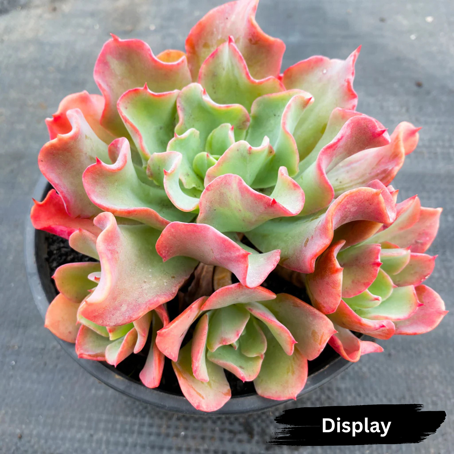 Echeveria 'Bluette'