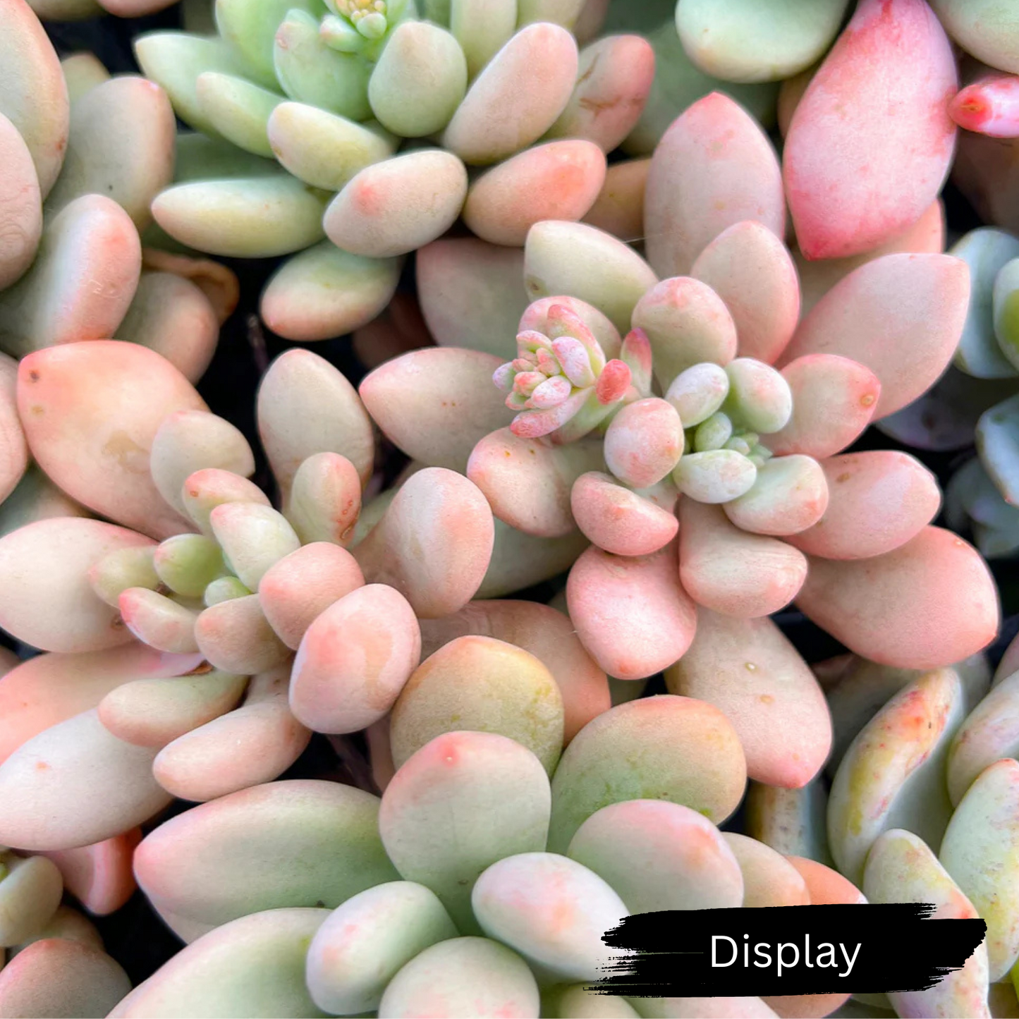 Graptoveria 'Bridgette'