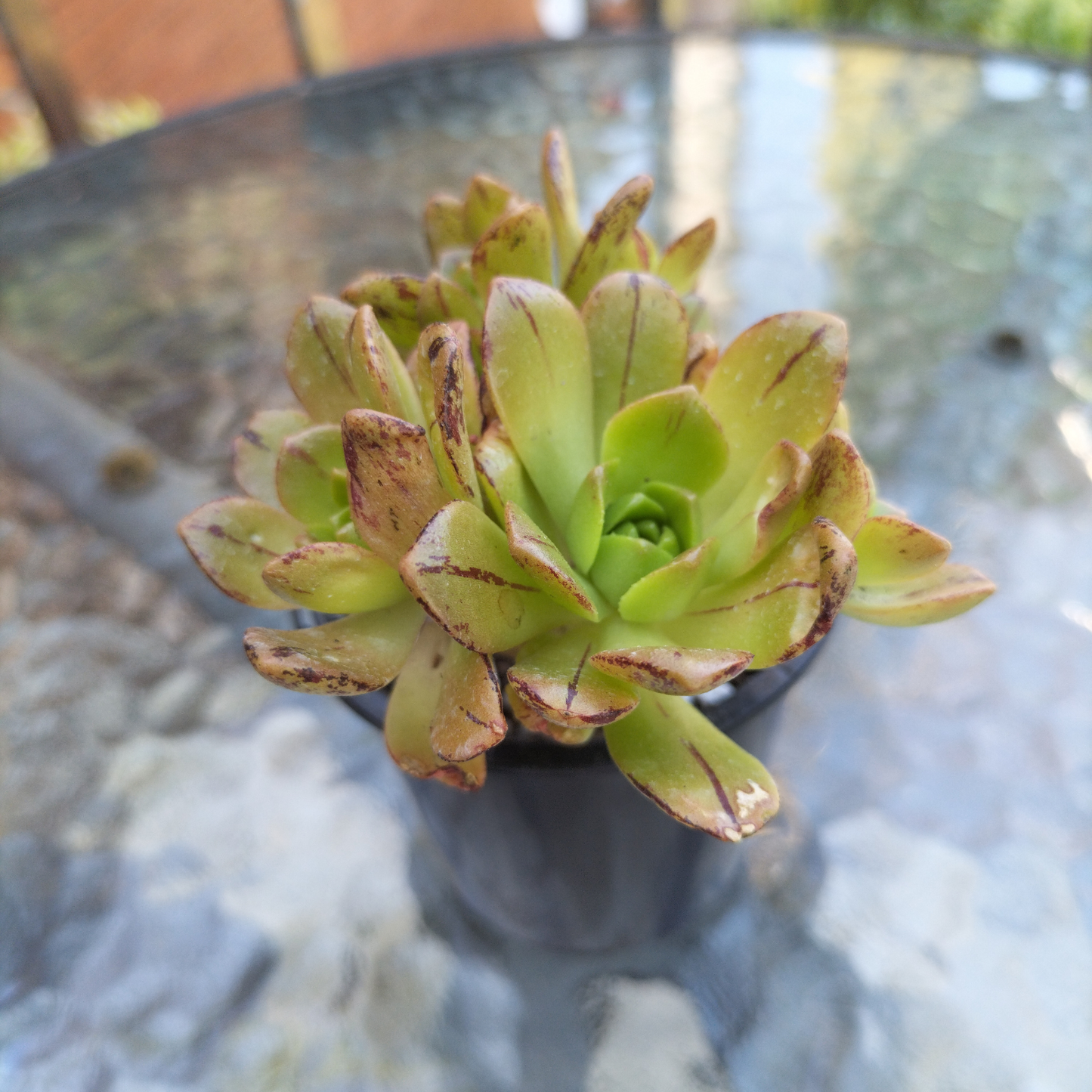Aeonium 'Bronze Medal'