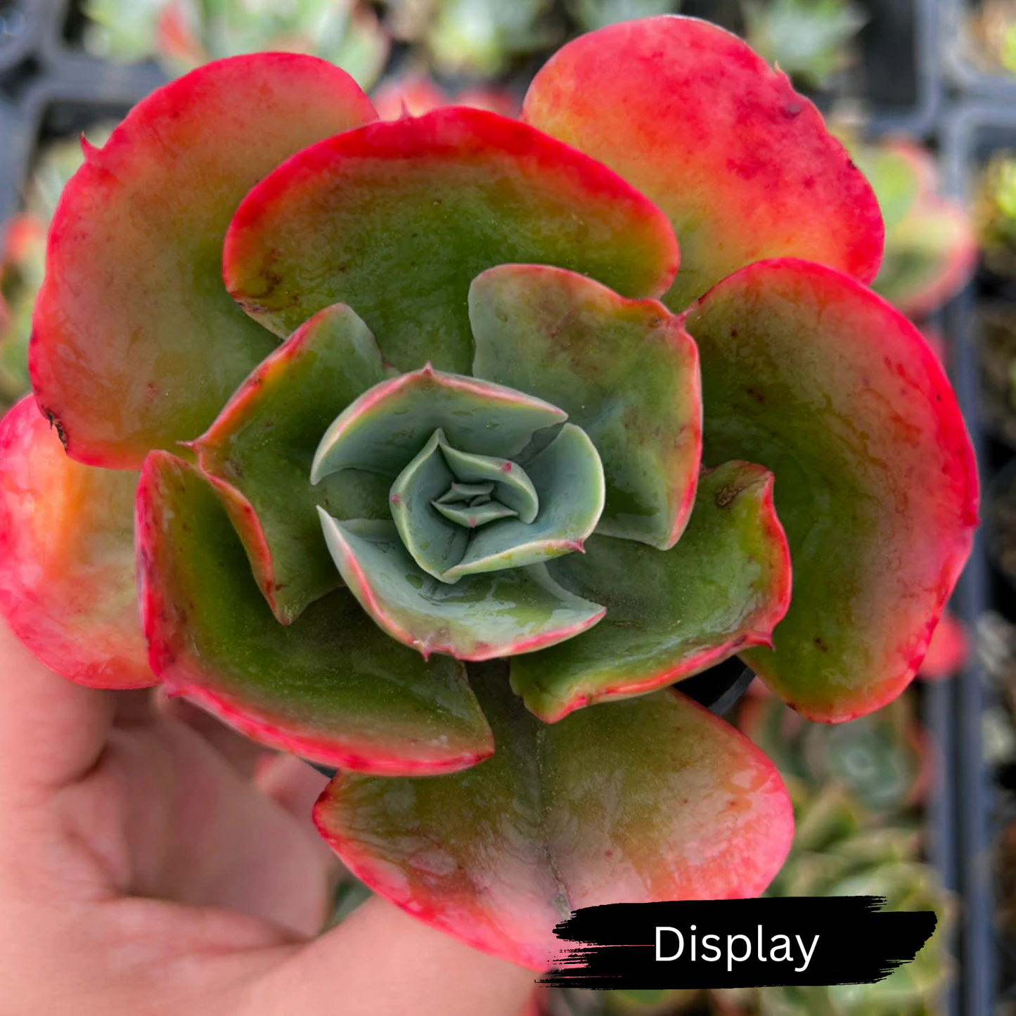 Echeveria 'Capri'