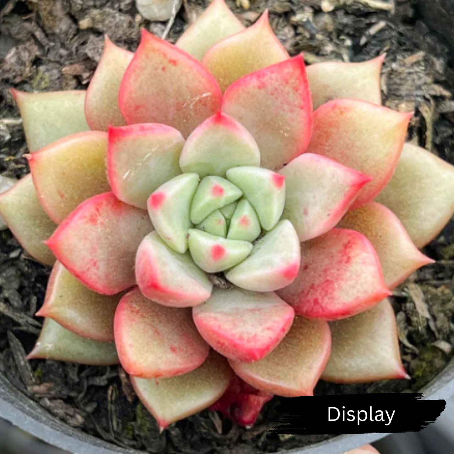 Echeveria 'Chocolate Lady'