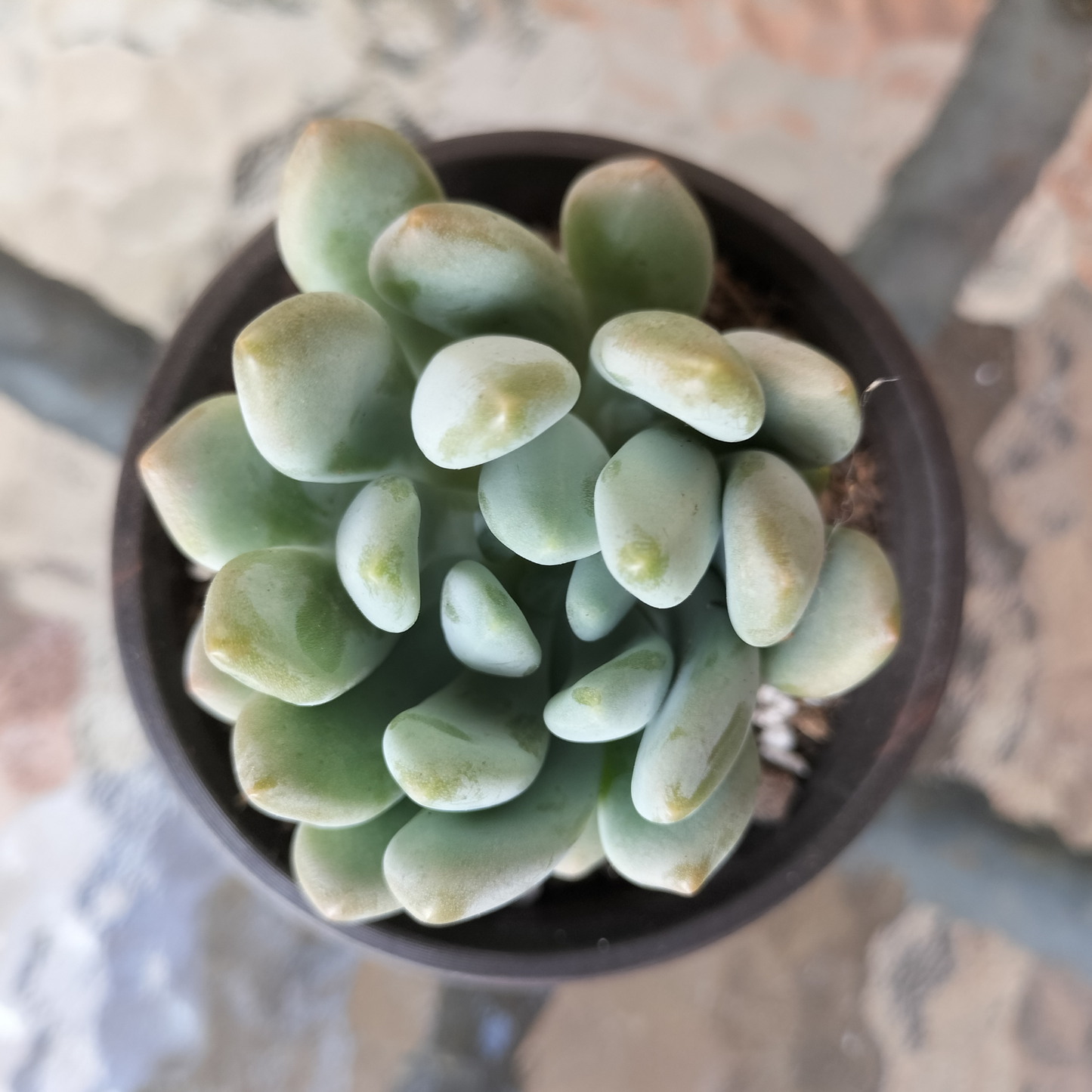 Pachyveria 'Clavifolia'