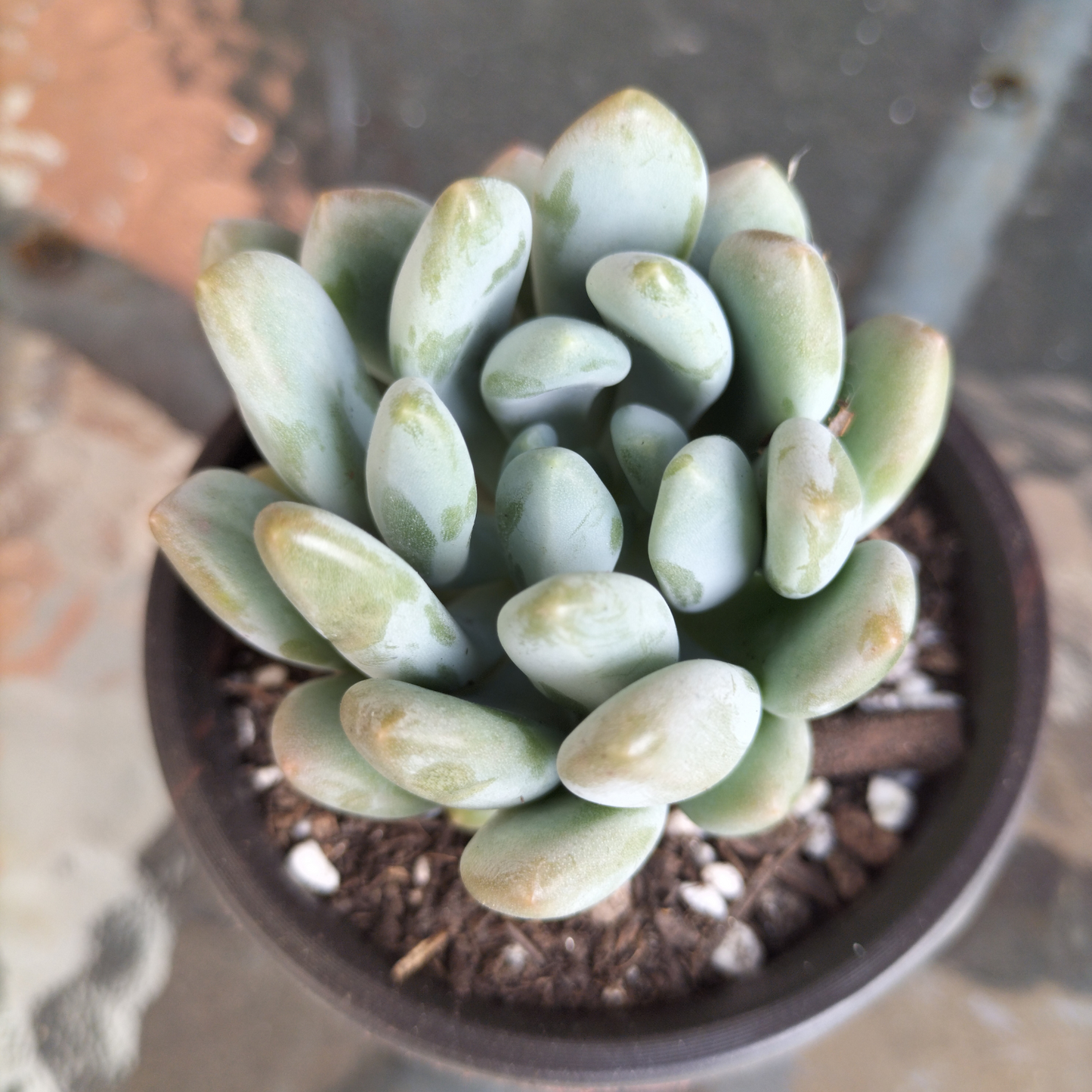 Pachyveria 'Clavifolia'