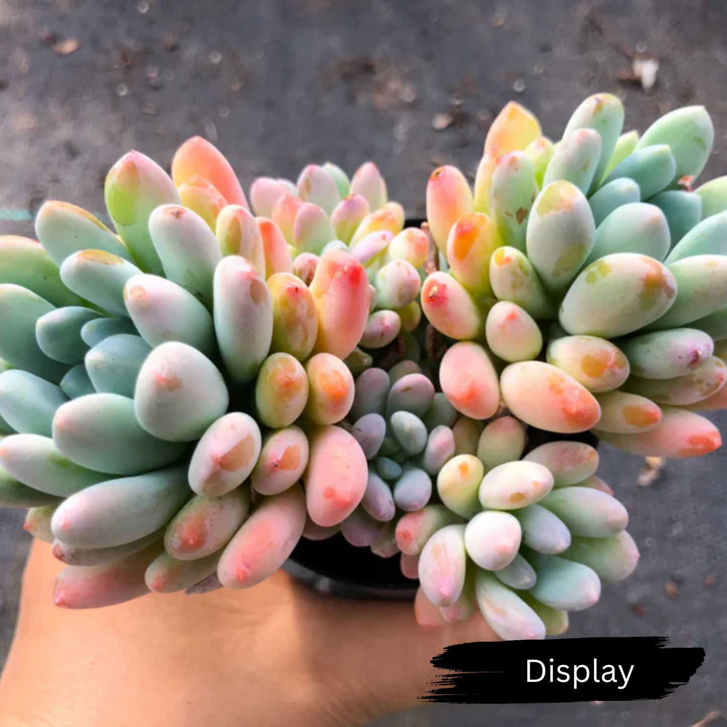 Pachyveria 'Clavifolia'
