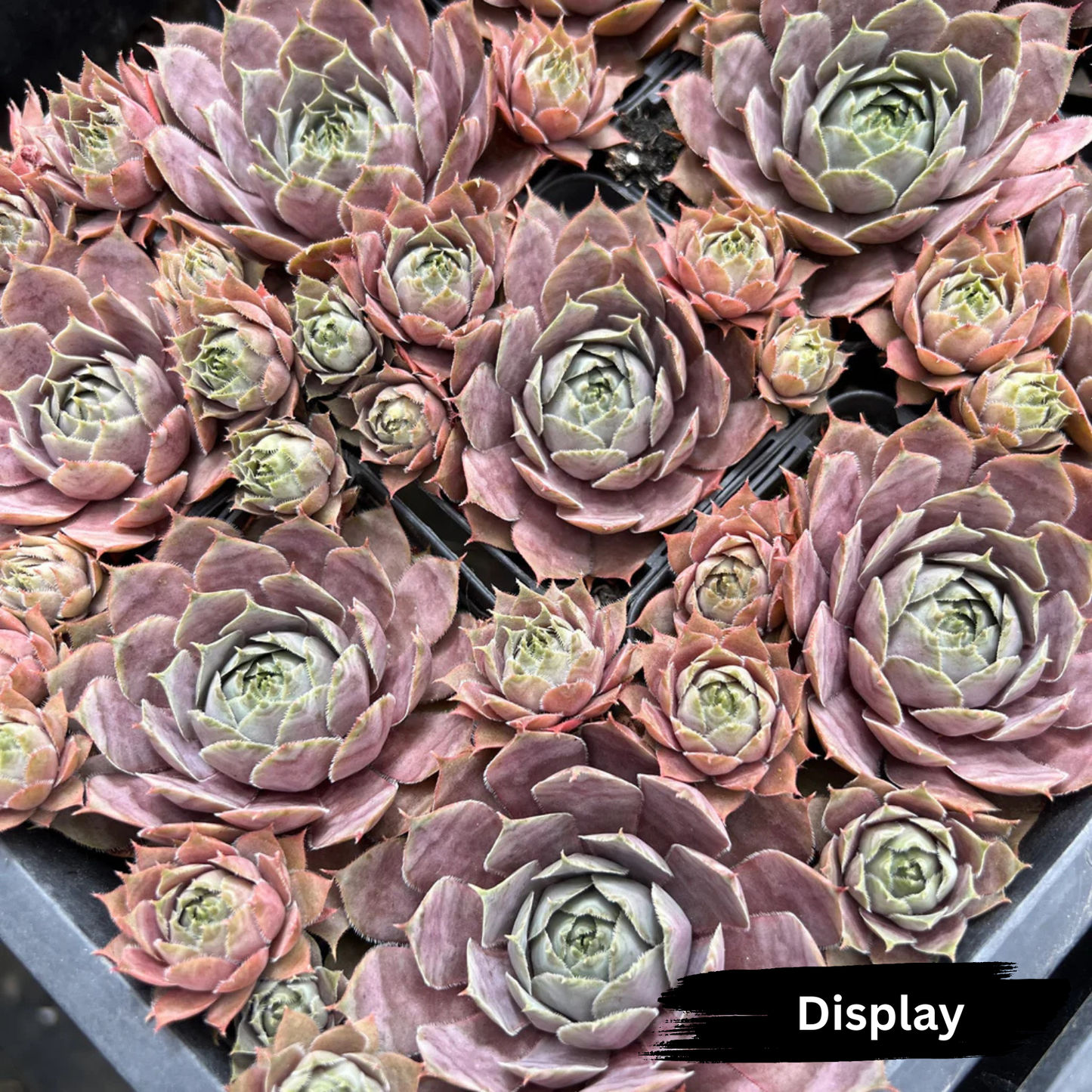 Sempervivum 'Collage'