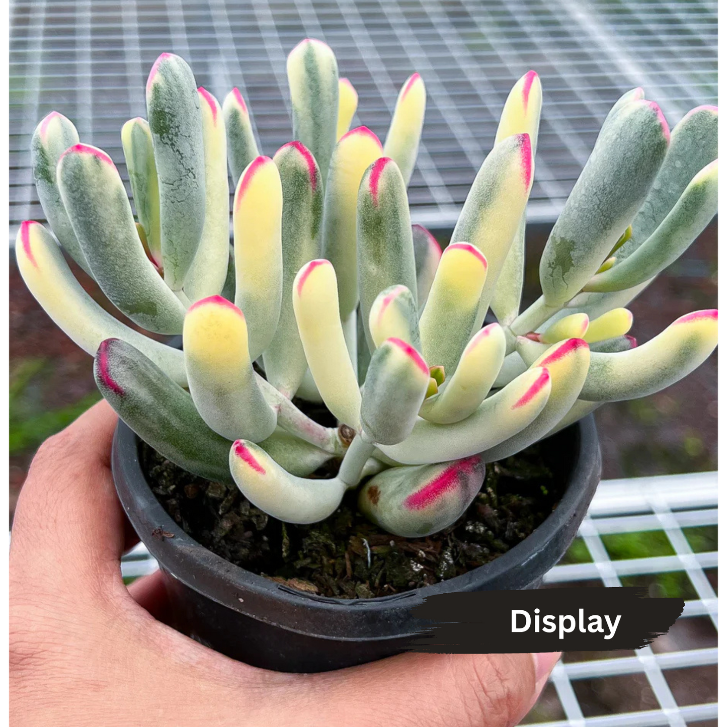 Cotyledon Orbiculata cv. Long Leaf Variegated