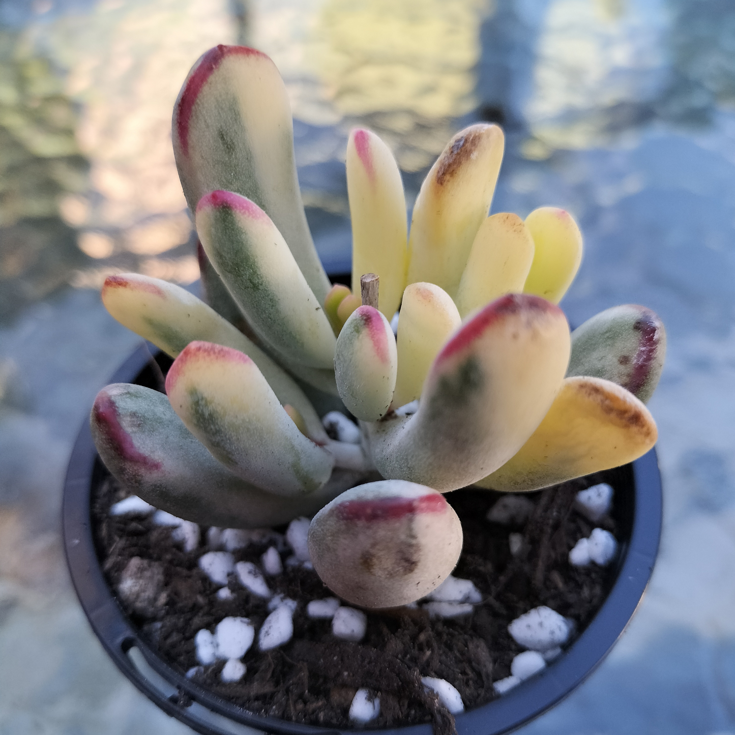 Cotyledon Orbiculata cv. Long Leaf Variegated