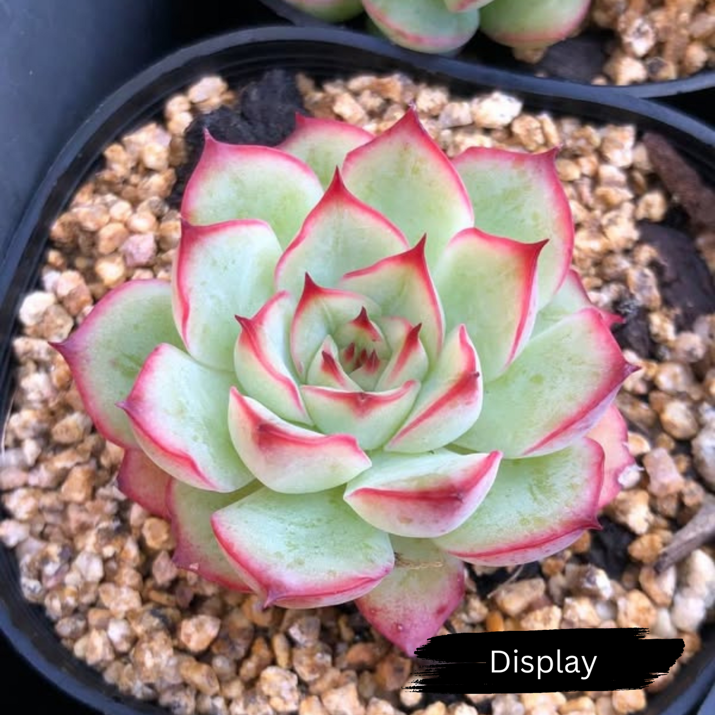 Echeveria 'Crystal Fairy'
