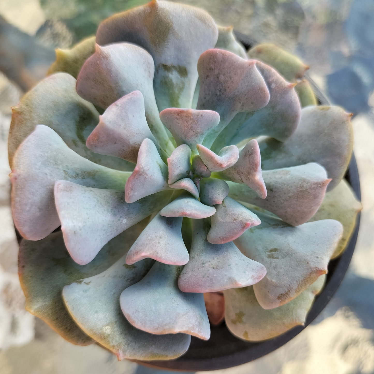 Echeveria 'Cubic Frost'