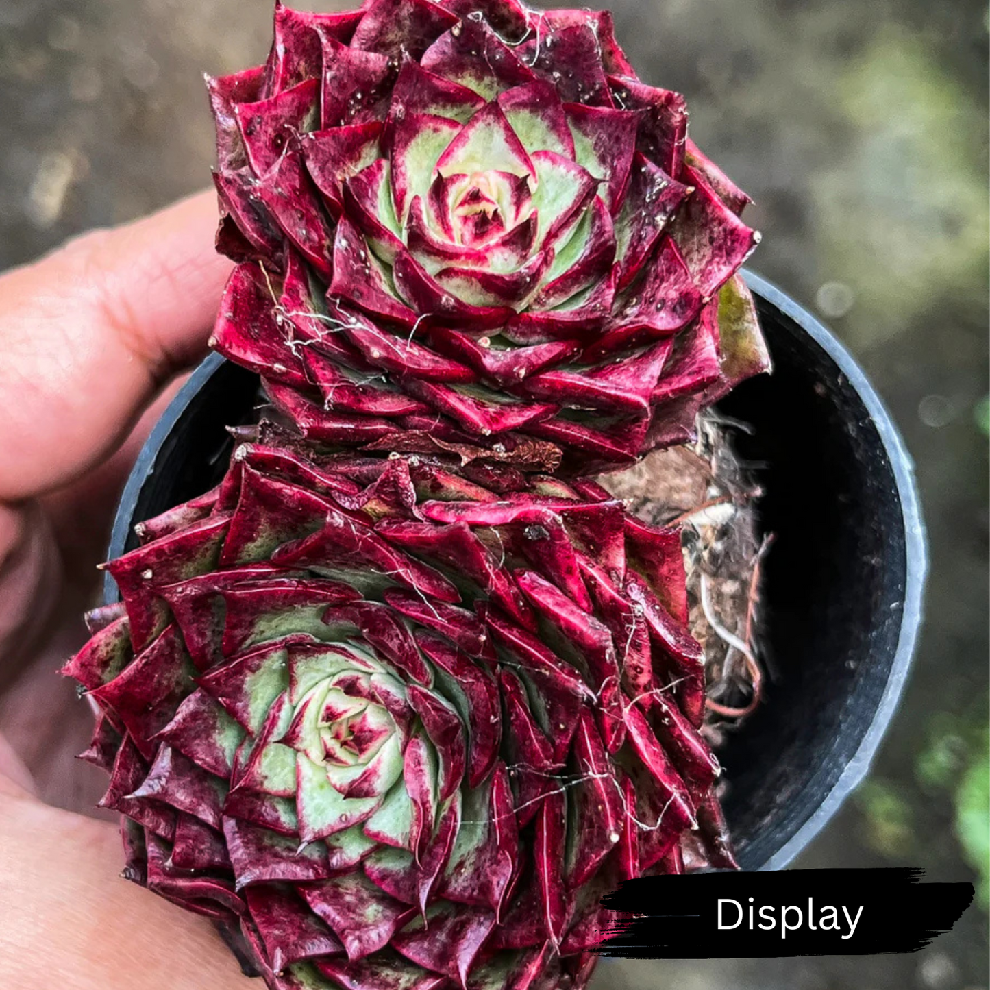 Echeveria 'Dancing Bird'