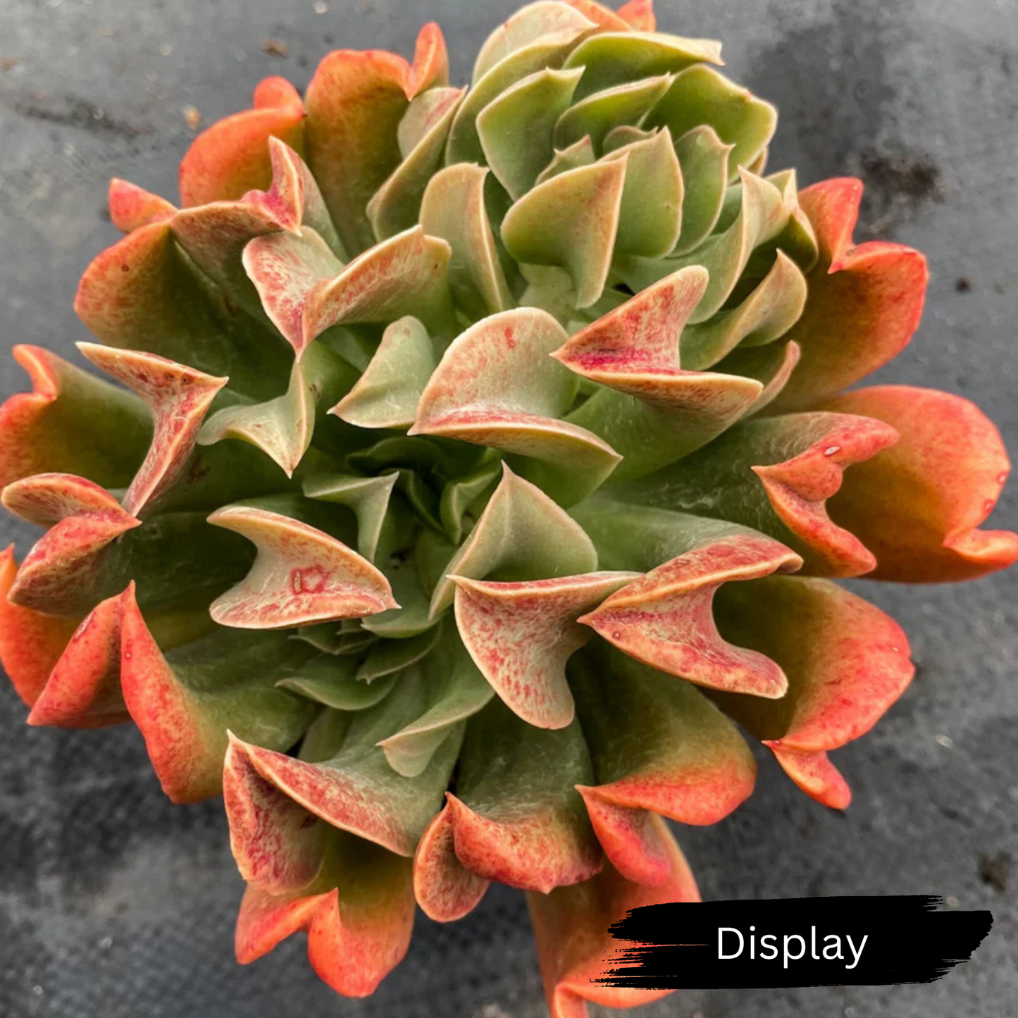 Echeveria 'Dark Vader'