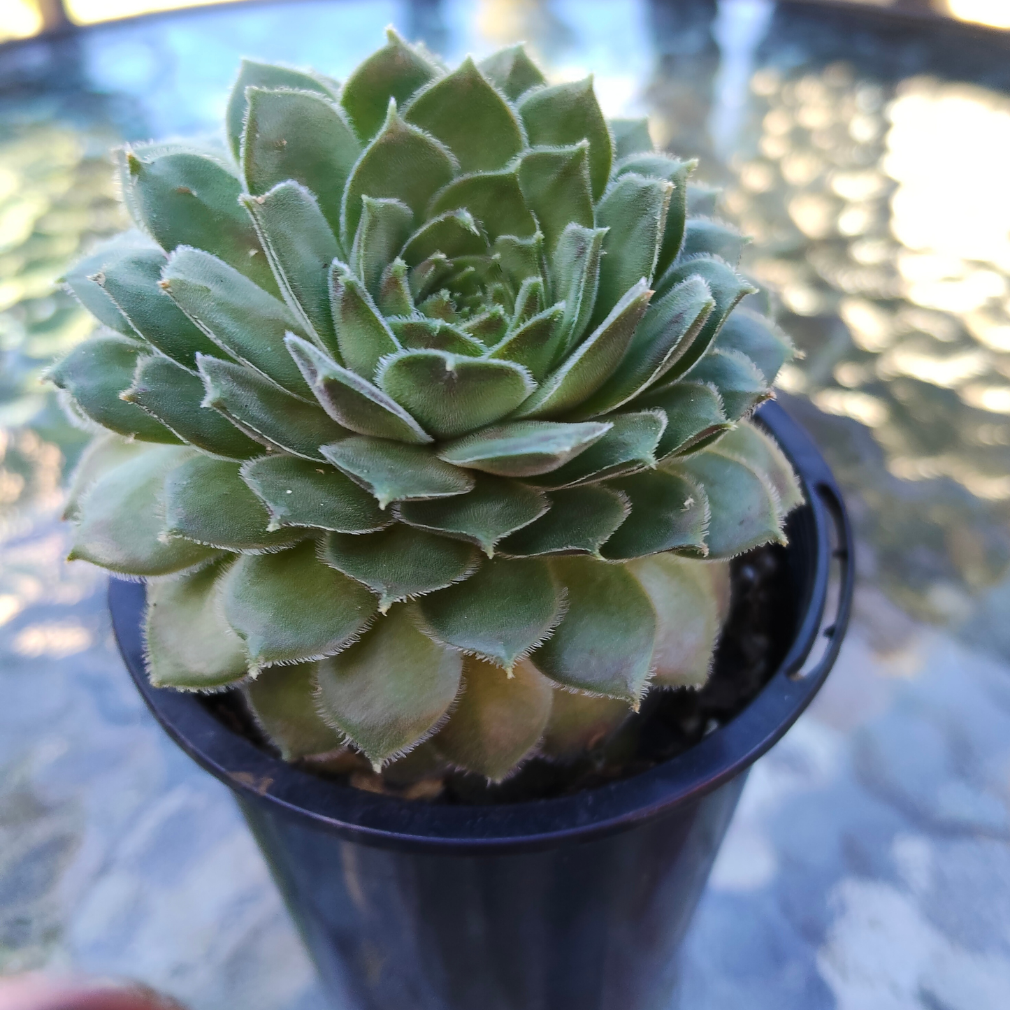 Sempervivum 'Director Jacob'