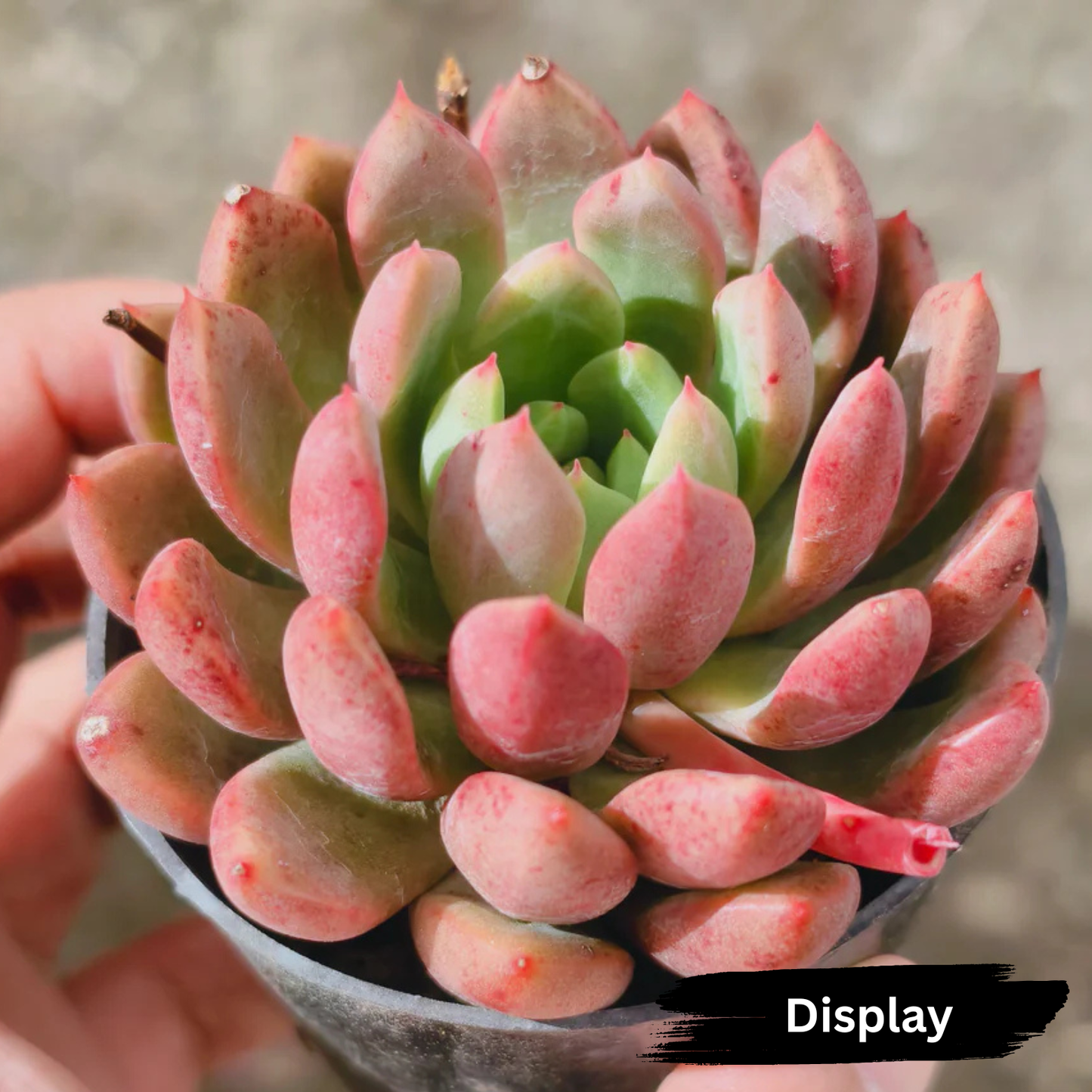 Echeveria Gemstone