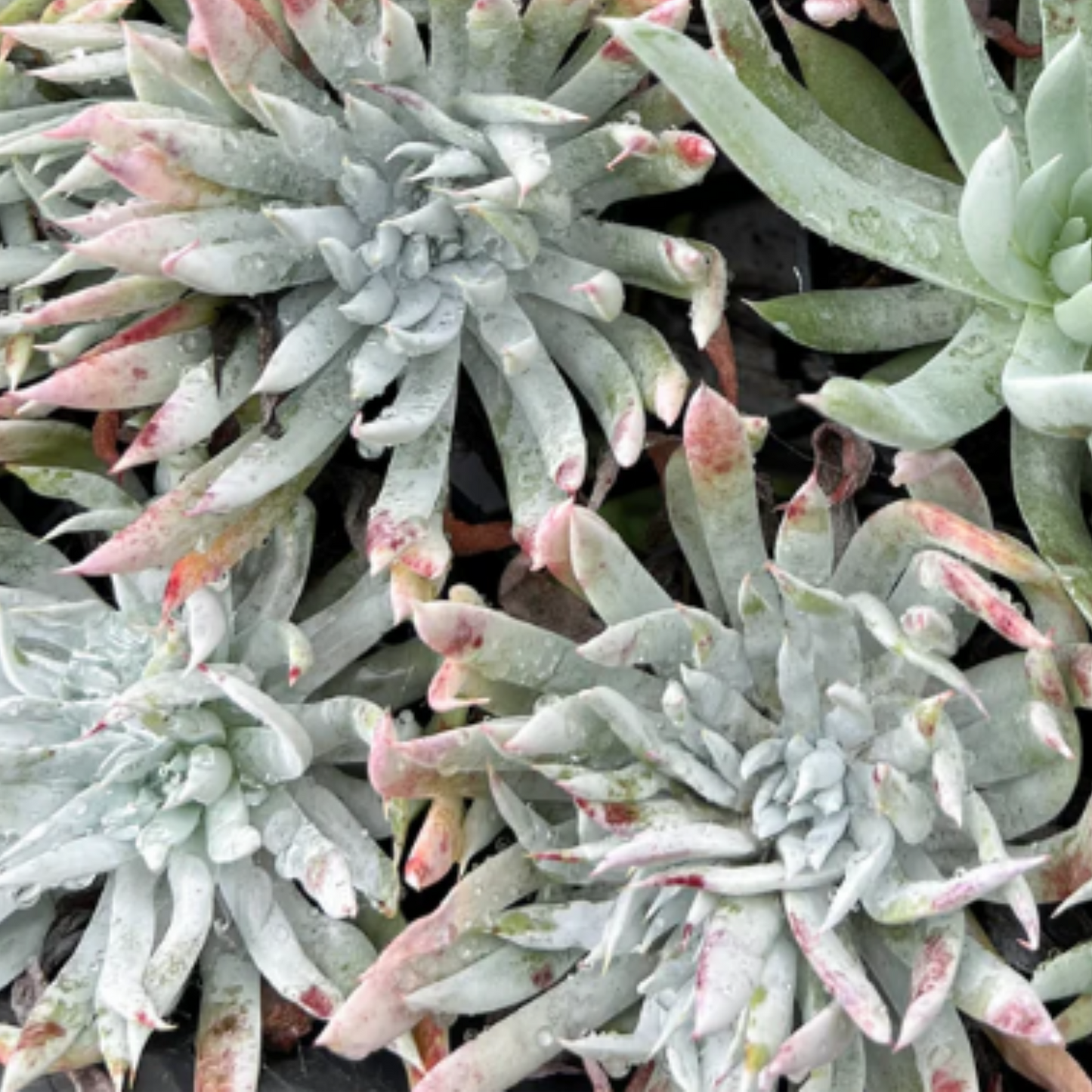 Dudleya 'Candida'