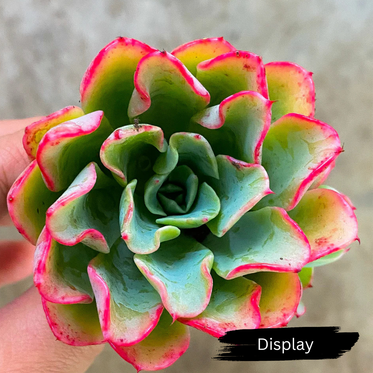 Echeveria 'Lara'