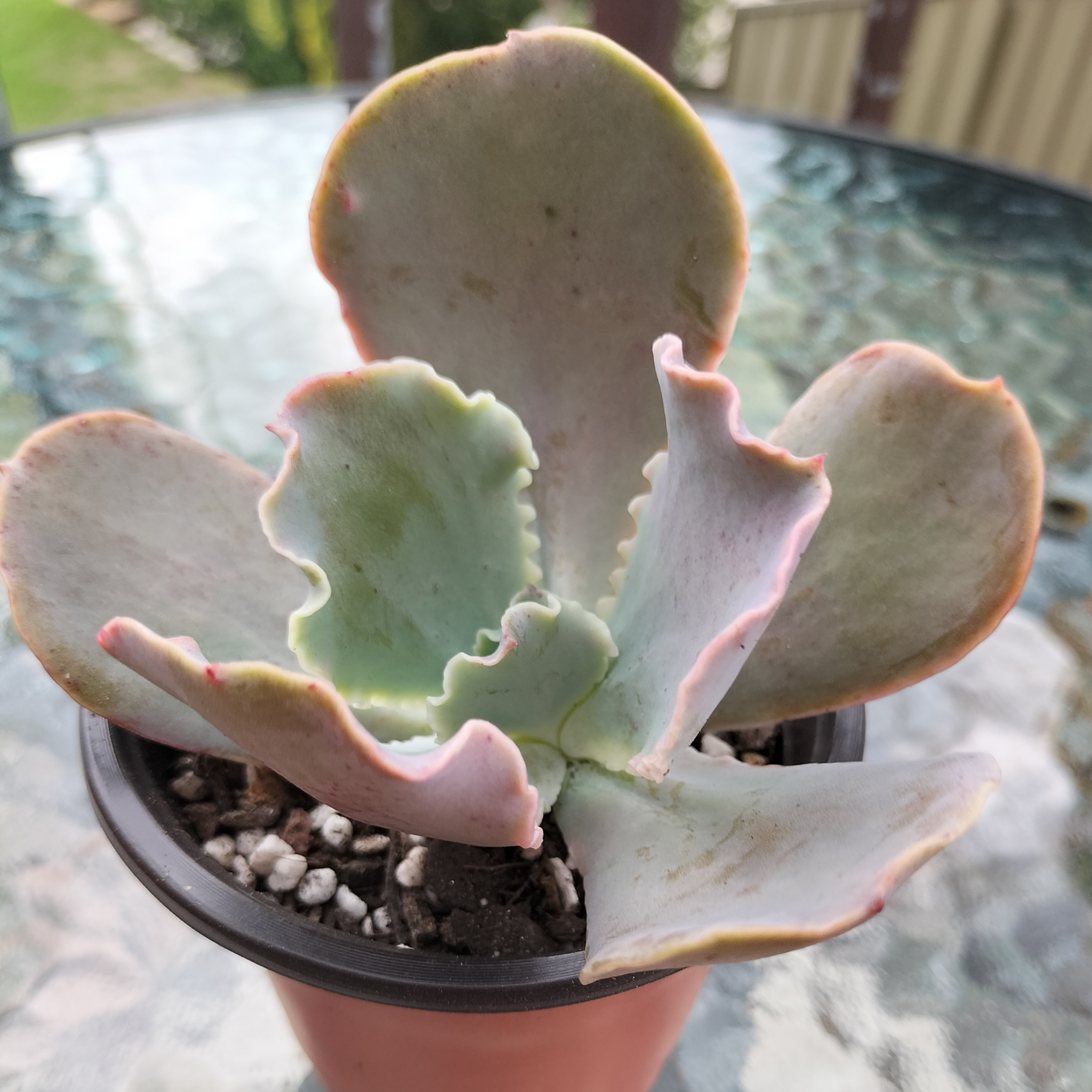 Echeveria 'Pastel'