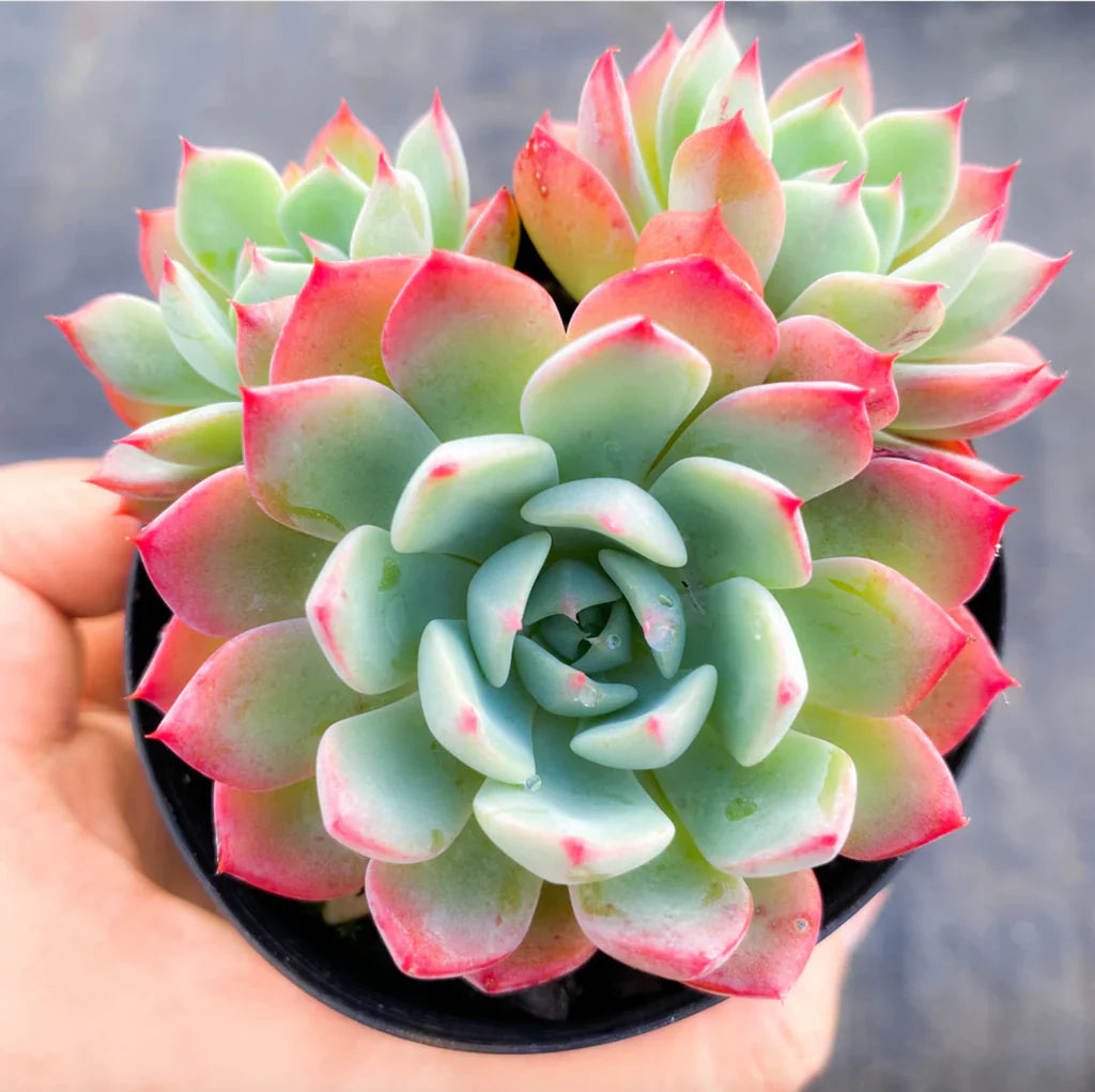 Echeveria 'Shichifuku Bini'