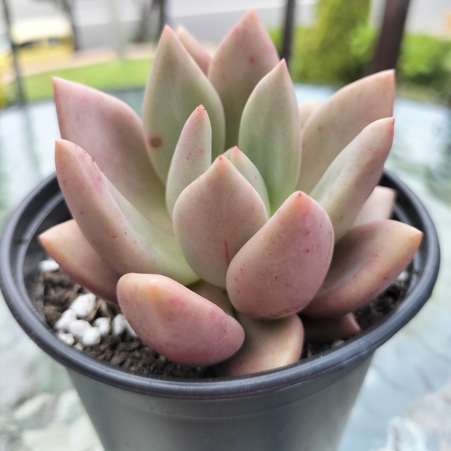 Echeveria 'ebony x Graptopetalum amethystinum'