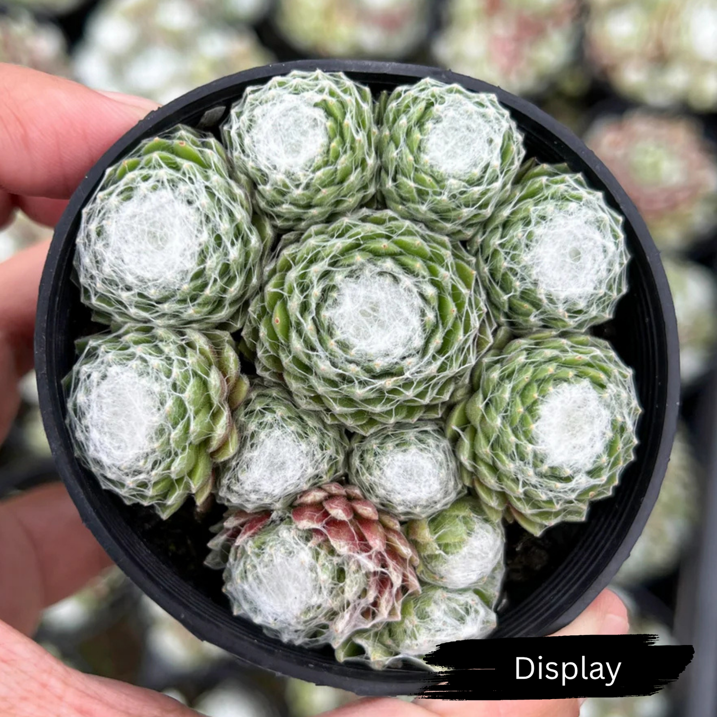 Sempervivum arachnoideum 'Emily'