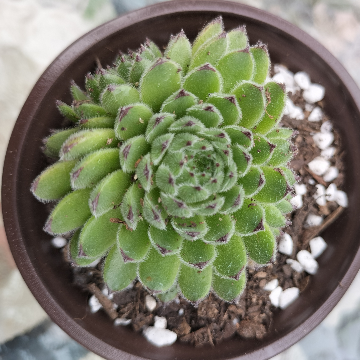 Sempervivum ‘Emmchen’