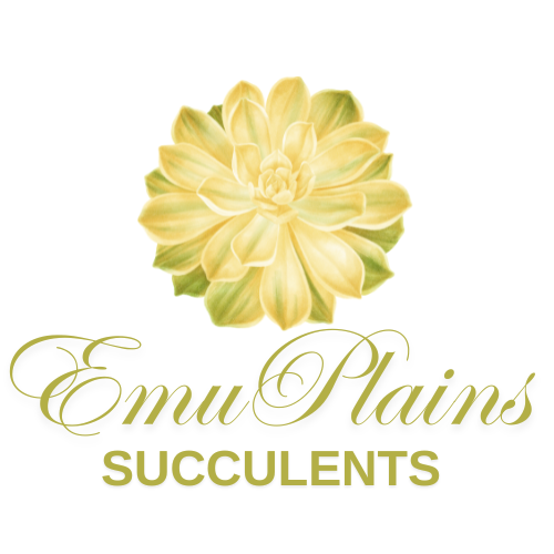 Emu Plains Succulents - Quality succulents ordered online