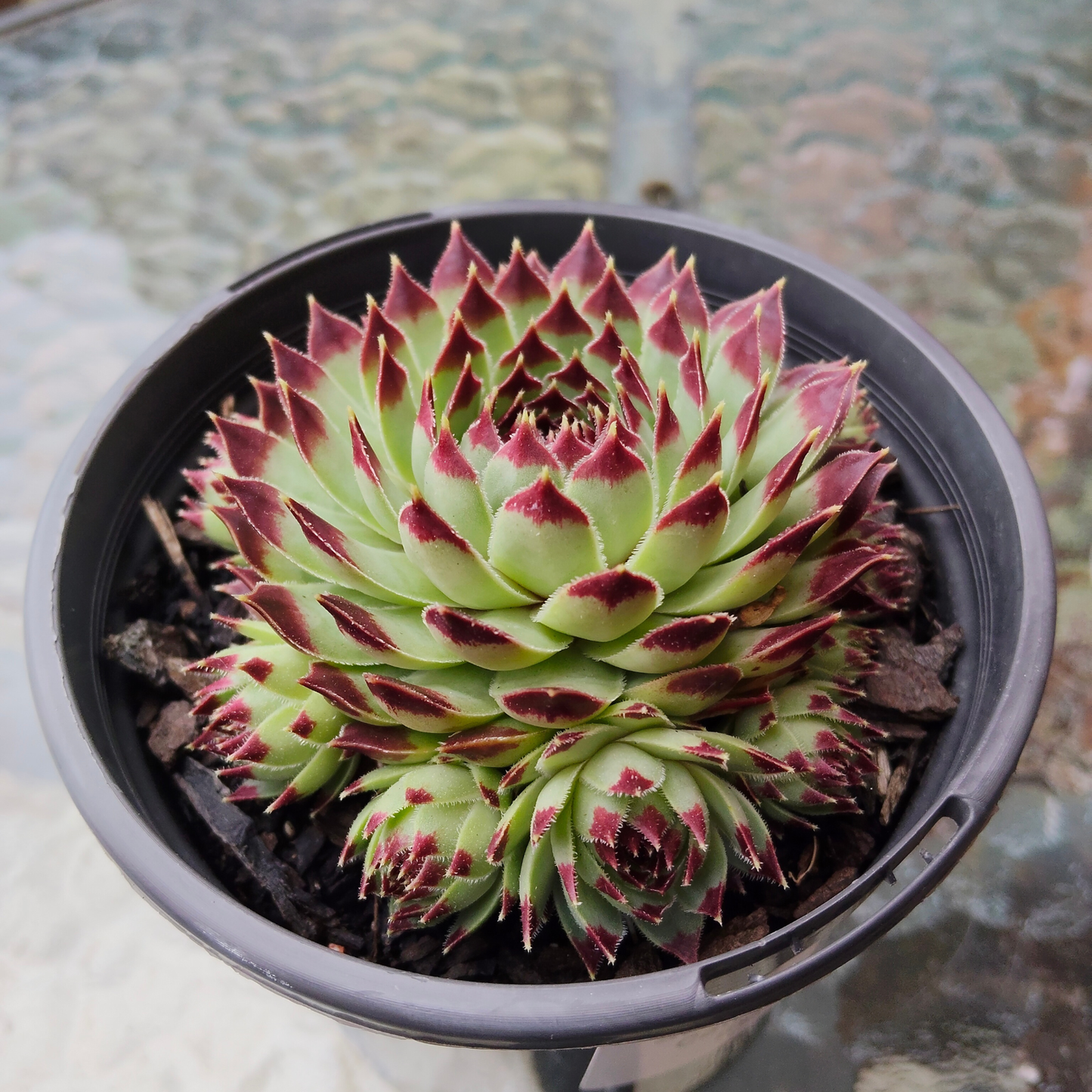 Sempervivum Calcareum 'Extra'
