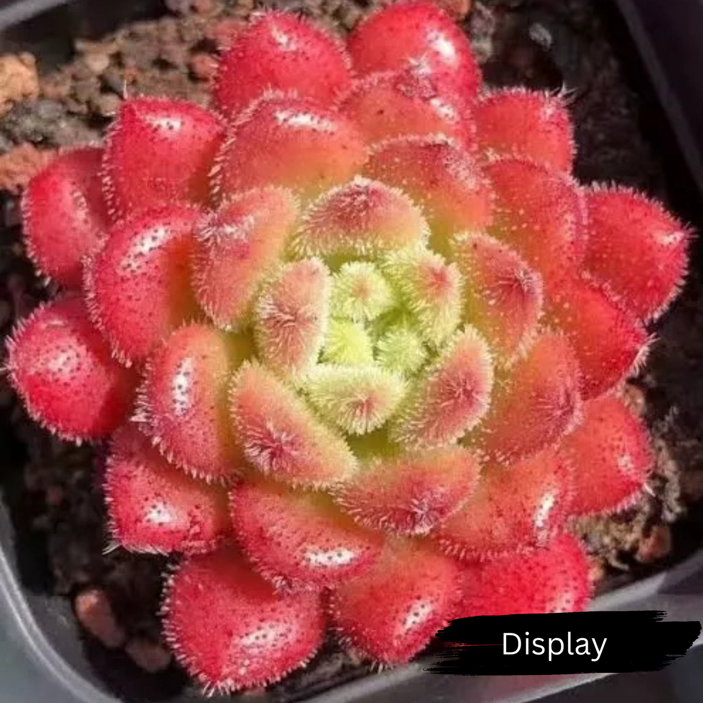 Echeveria 'Fantasia Carol'