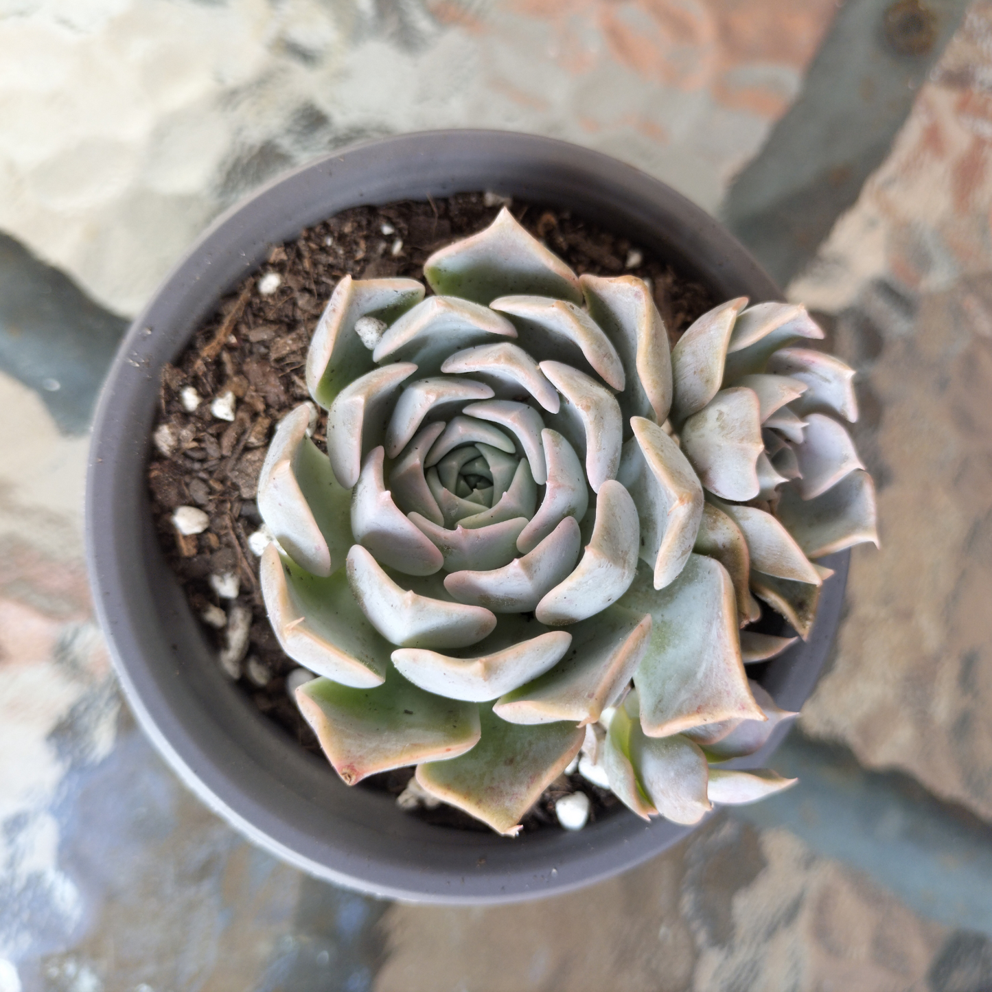 Echeveria 'Fiona's Choice'
