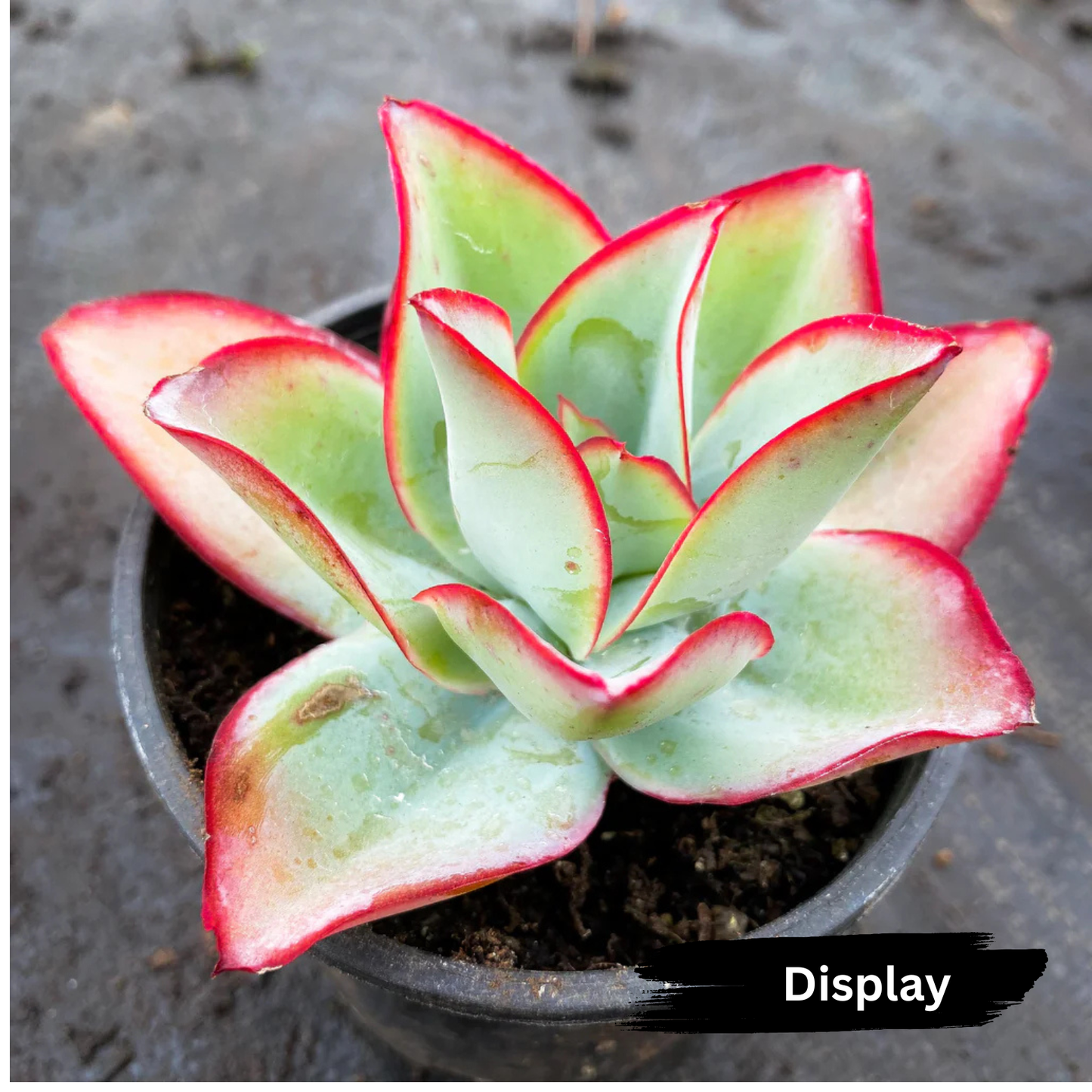 Echeveria Subrigida 'Fire and Ice'