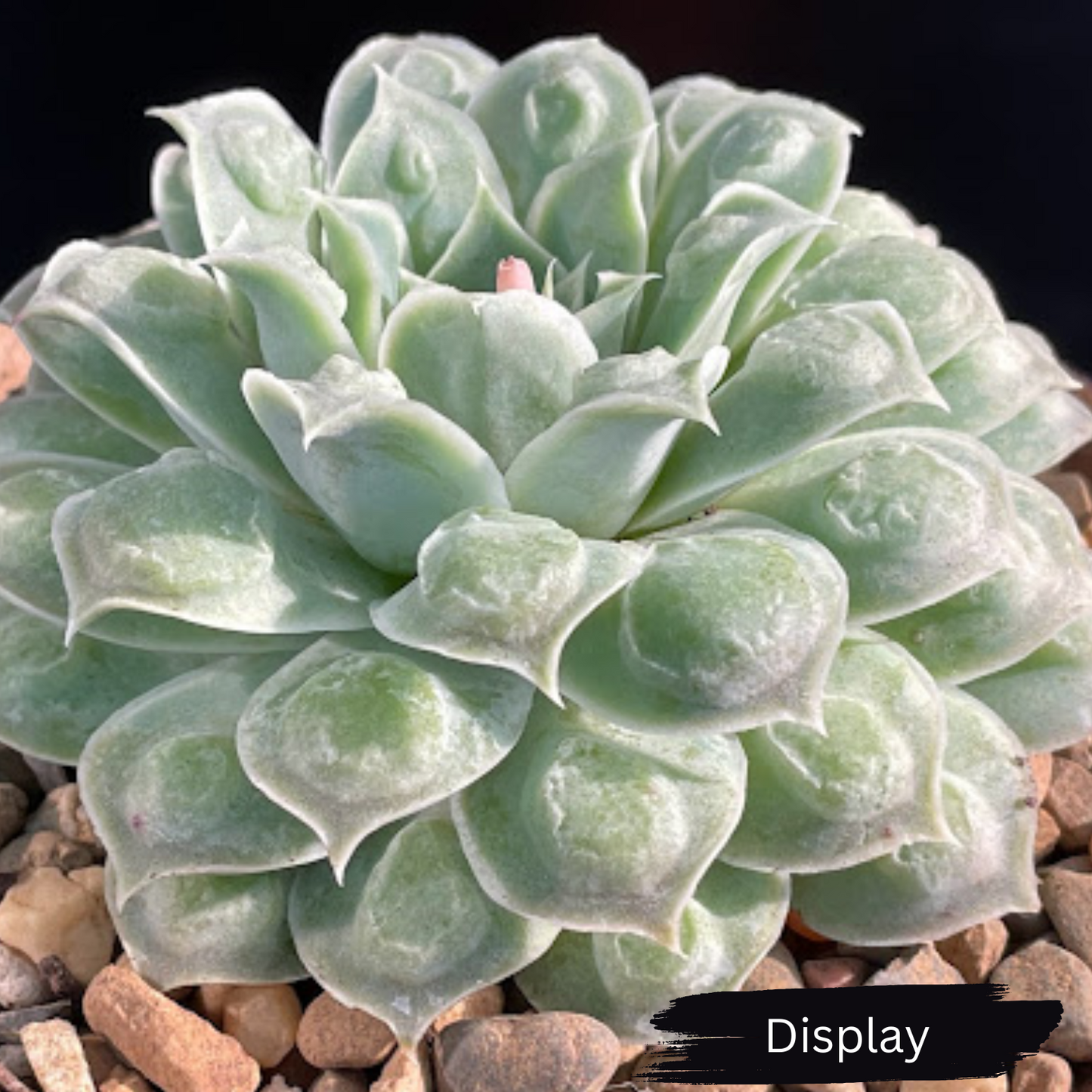 Echeveria 'Gilo x Raindrops' ('Heart's Choice')