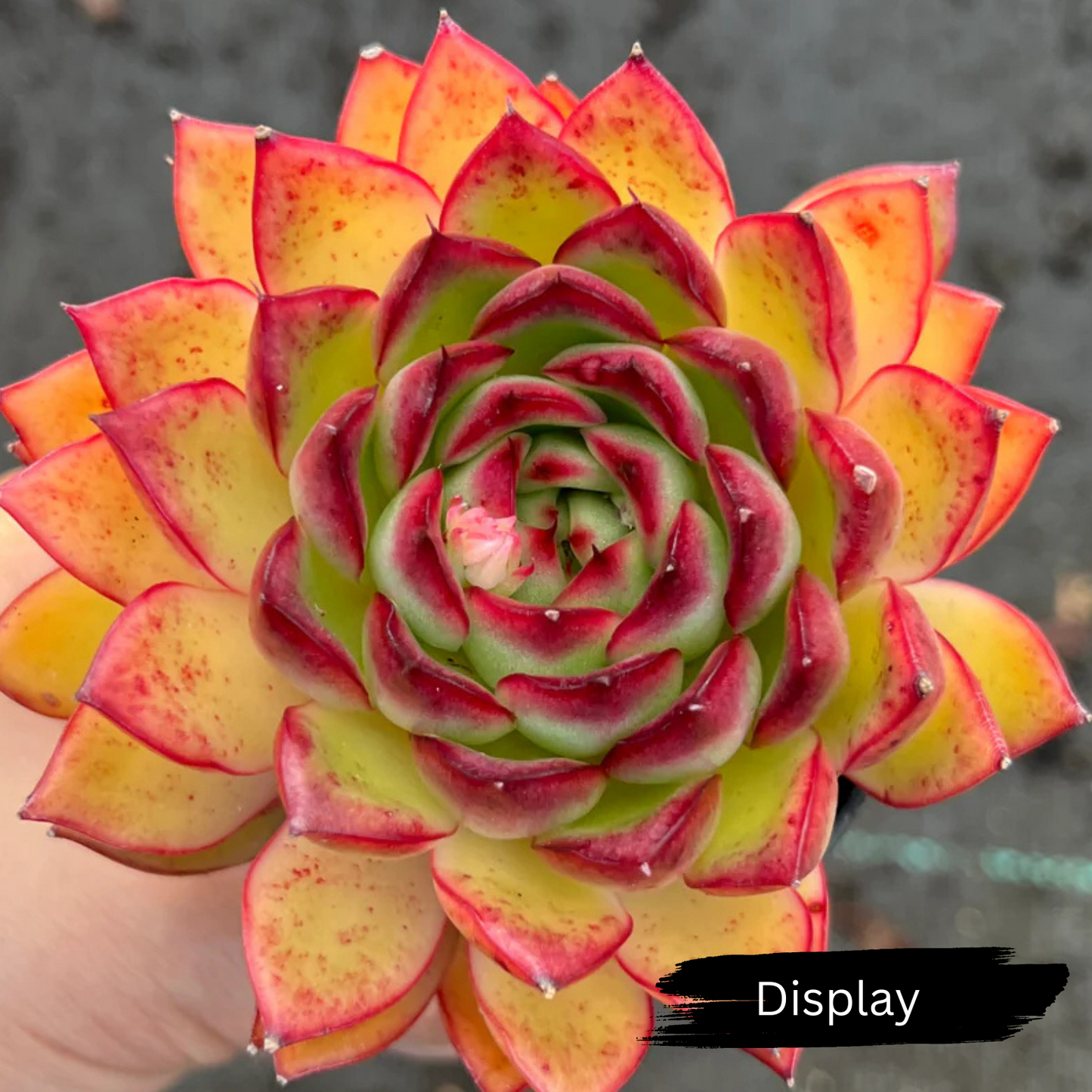 Echeveria 'Giselle'