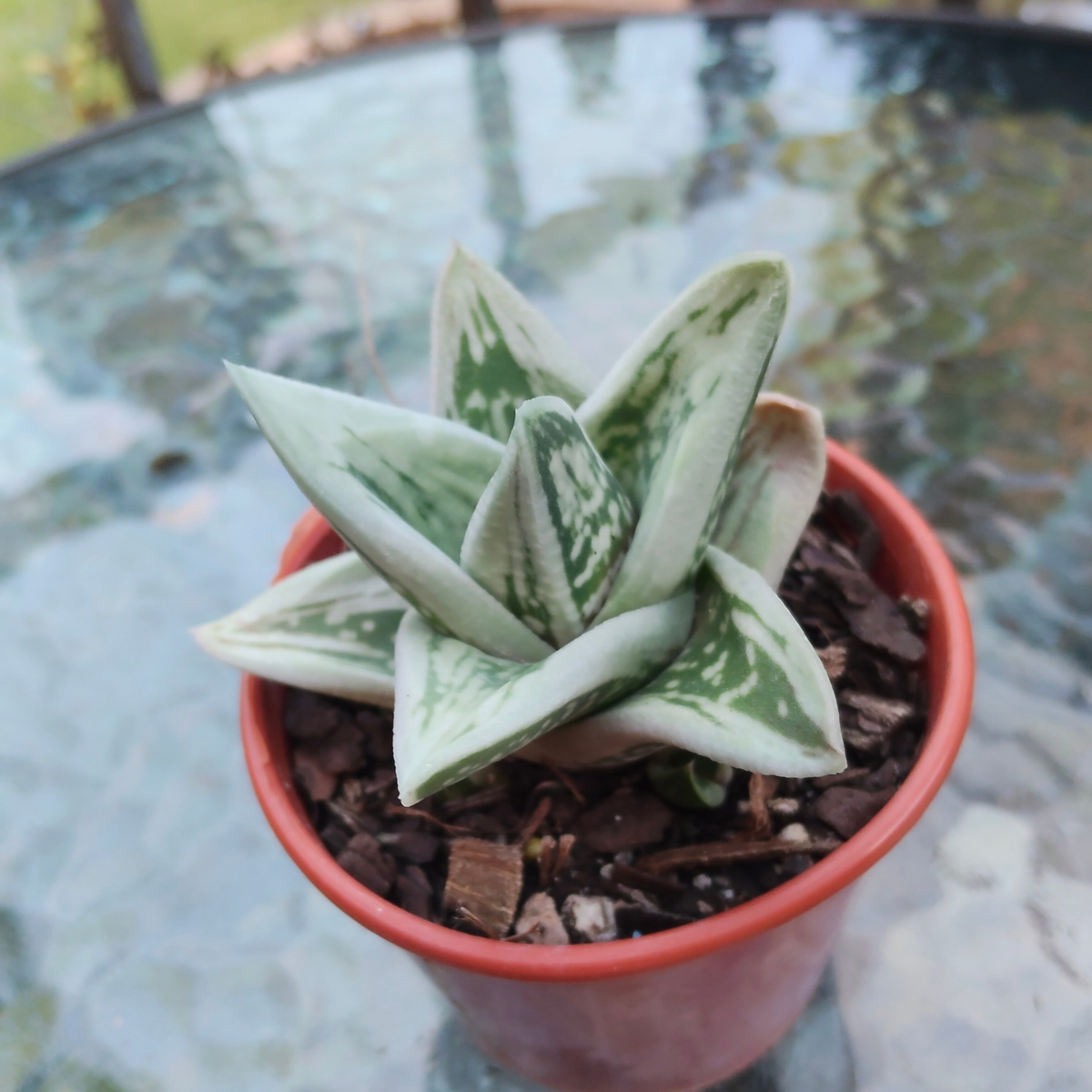 Gasteraloe 'Green Ice'