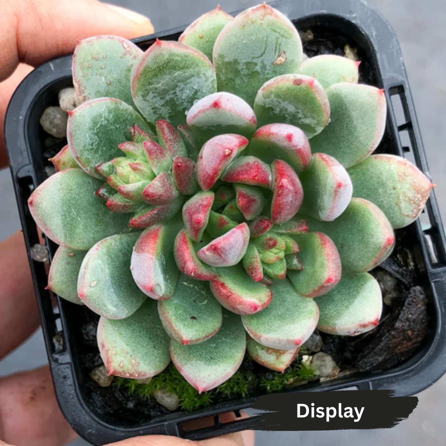 Echeveria Gusto
